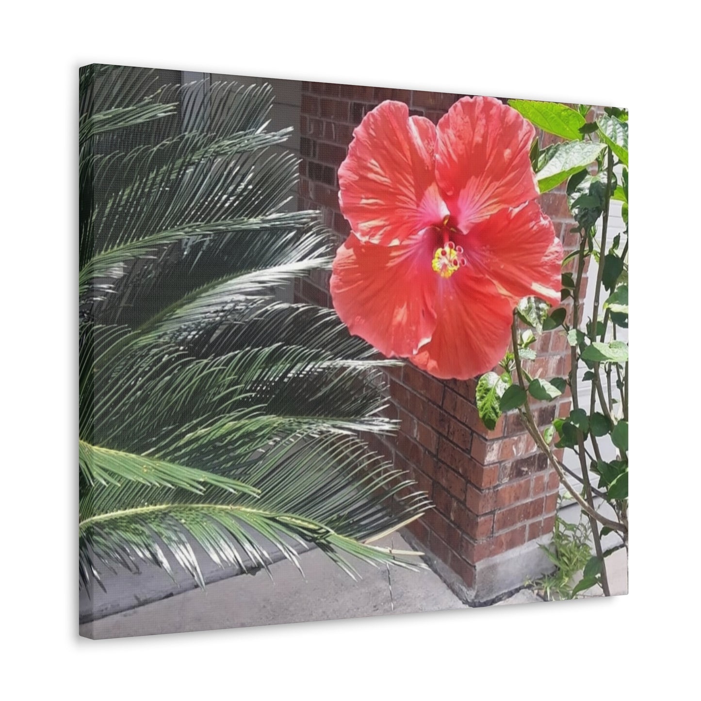 Art Prints & Wall Art, Gallery Canvas with Peach Hibiscus Flower