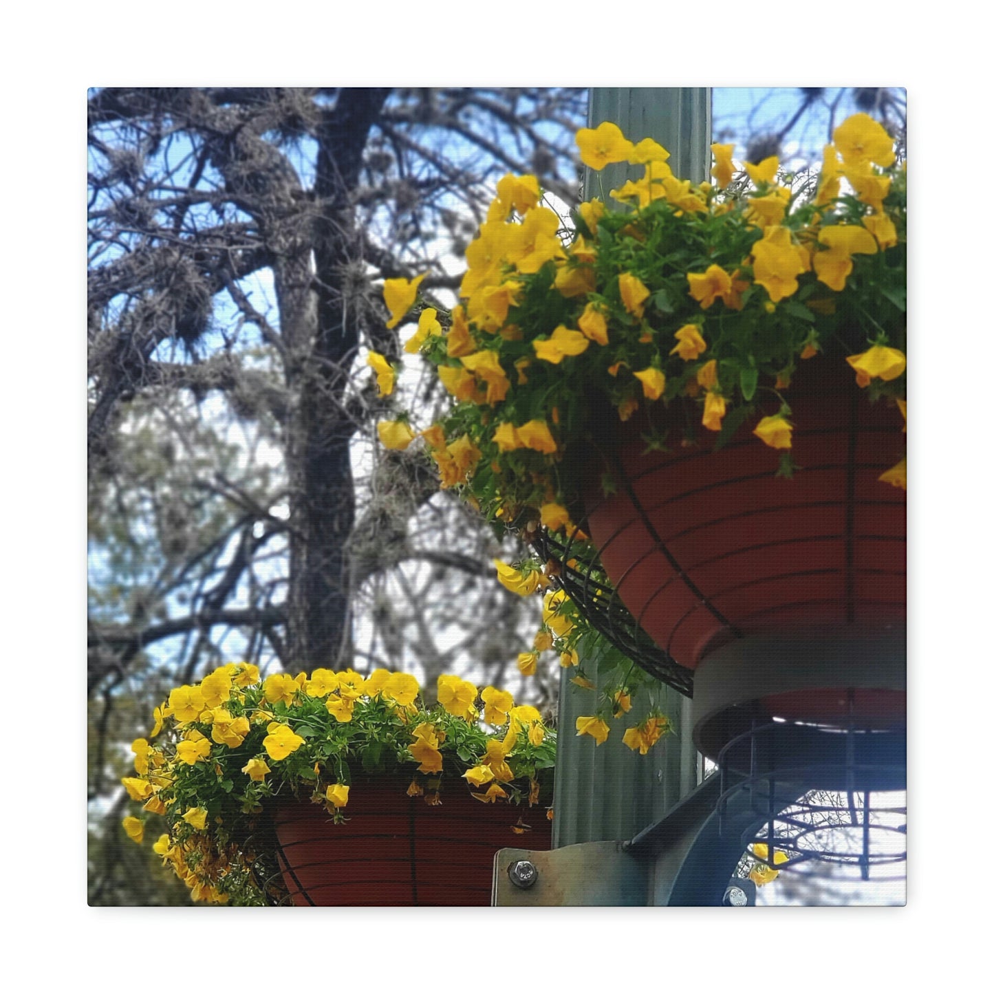Yellow Pansies Downtown | Wall Art Canvas | High Bloom Collection | Life By Ortavia