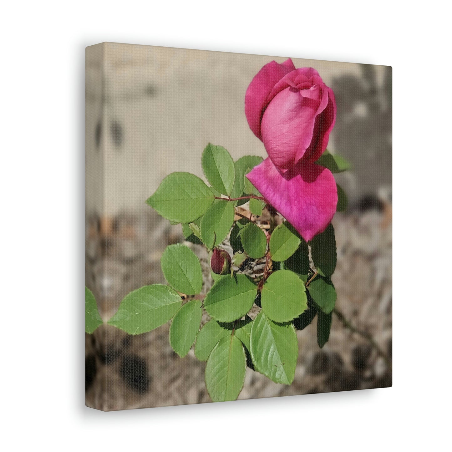 Dear Pink Rosa | High Bloom Collection | Canvas | Life By Ortavia