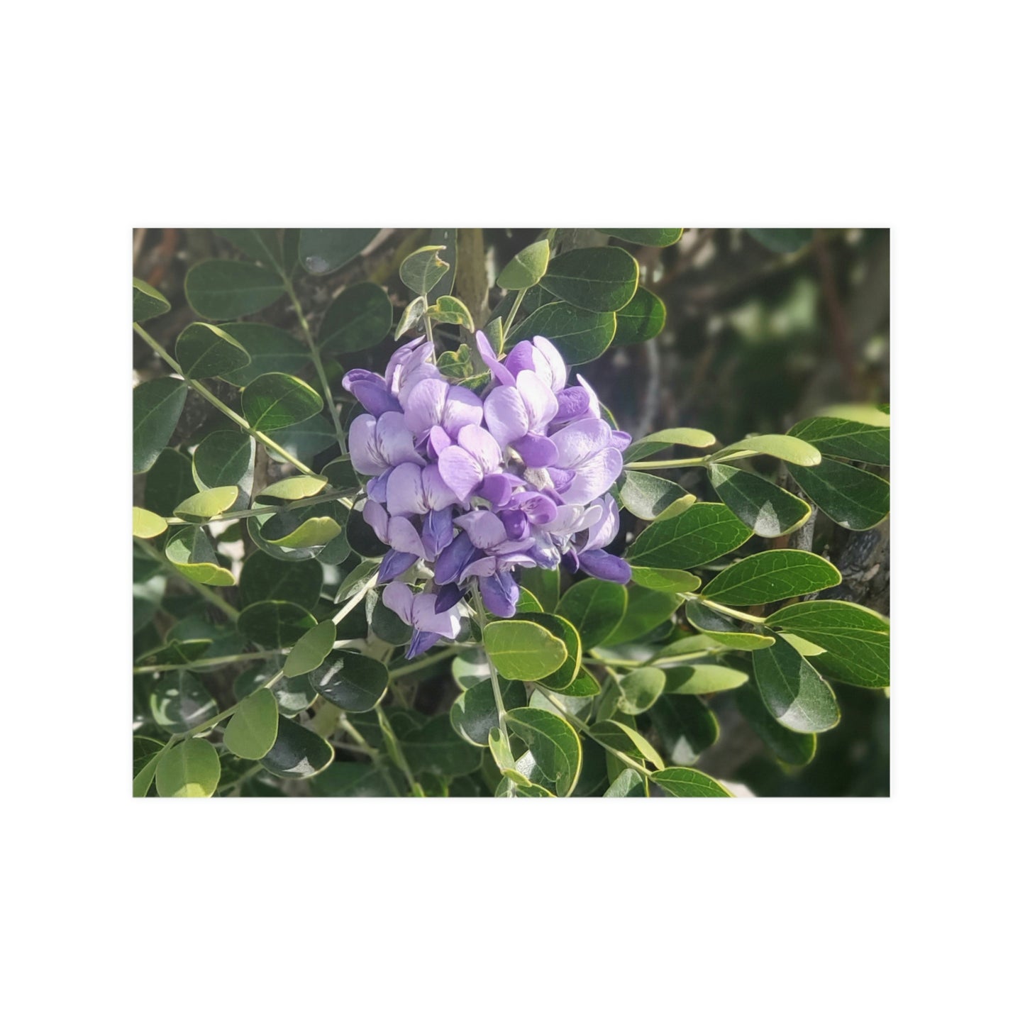 Purple Texas Mountain Laurel | Satin Posters (210gsm)