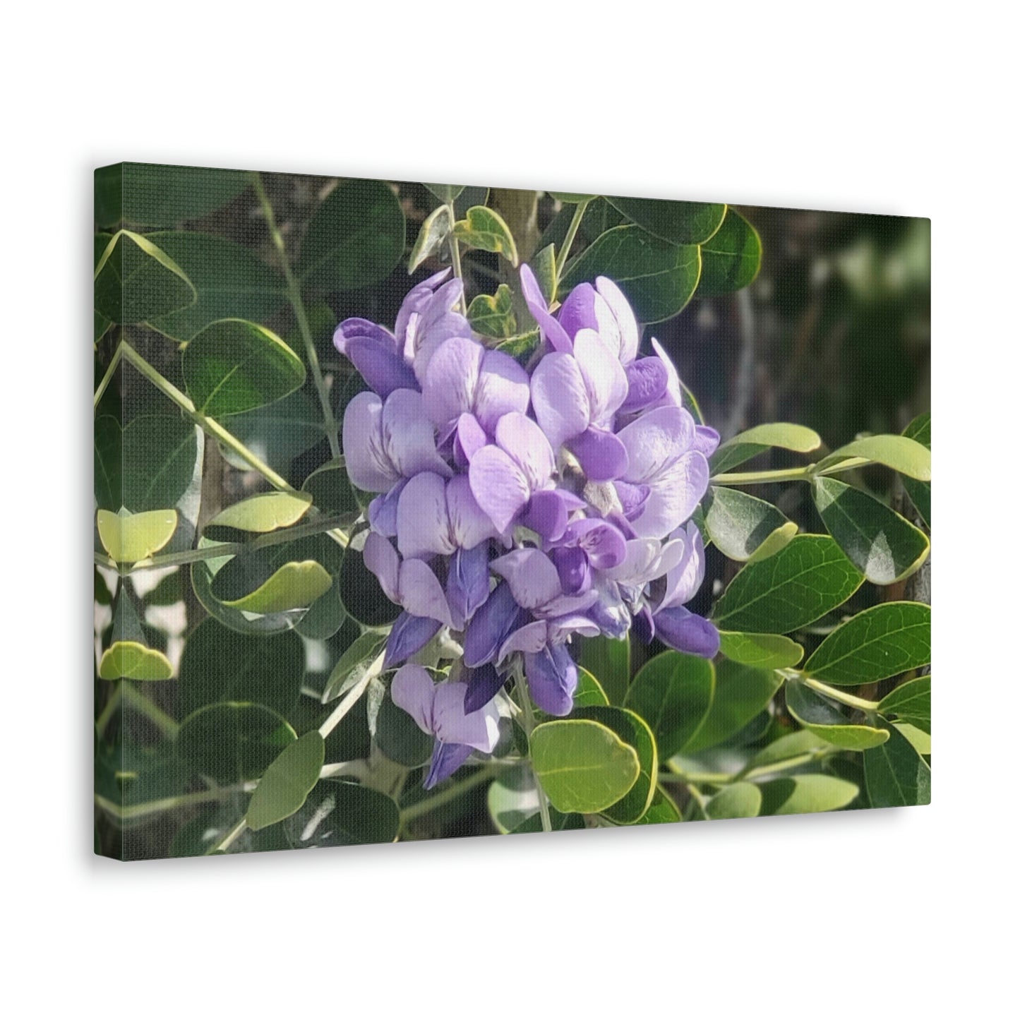 Purple Texas Mountain Laurel | Wall Art Canvas