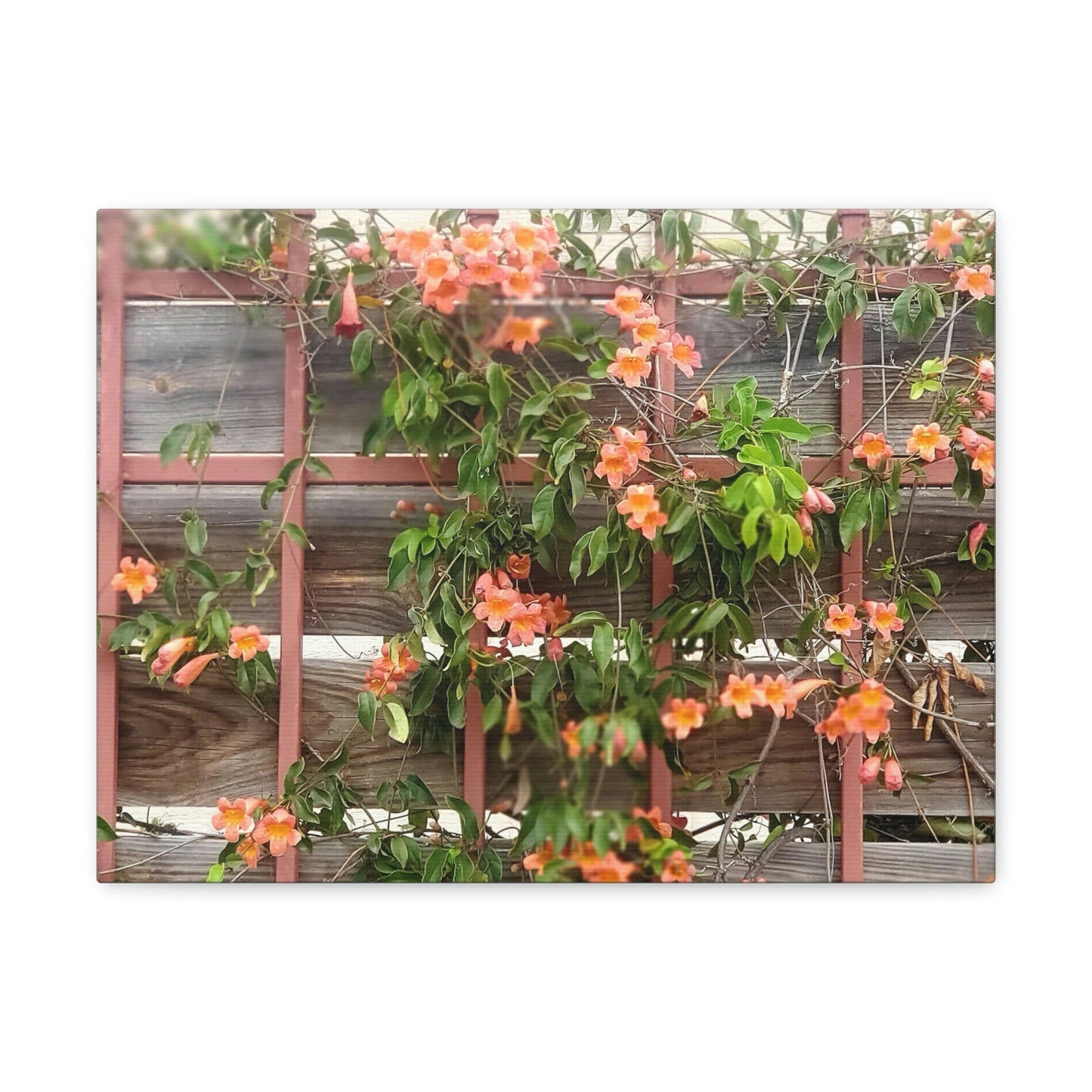 Flowers On A Rugged Fence | Wall Art Canvas | High Bloom Collection | Life By Ortavia