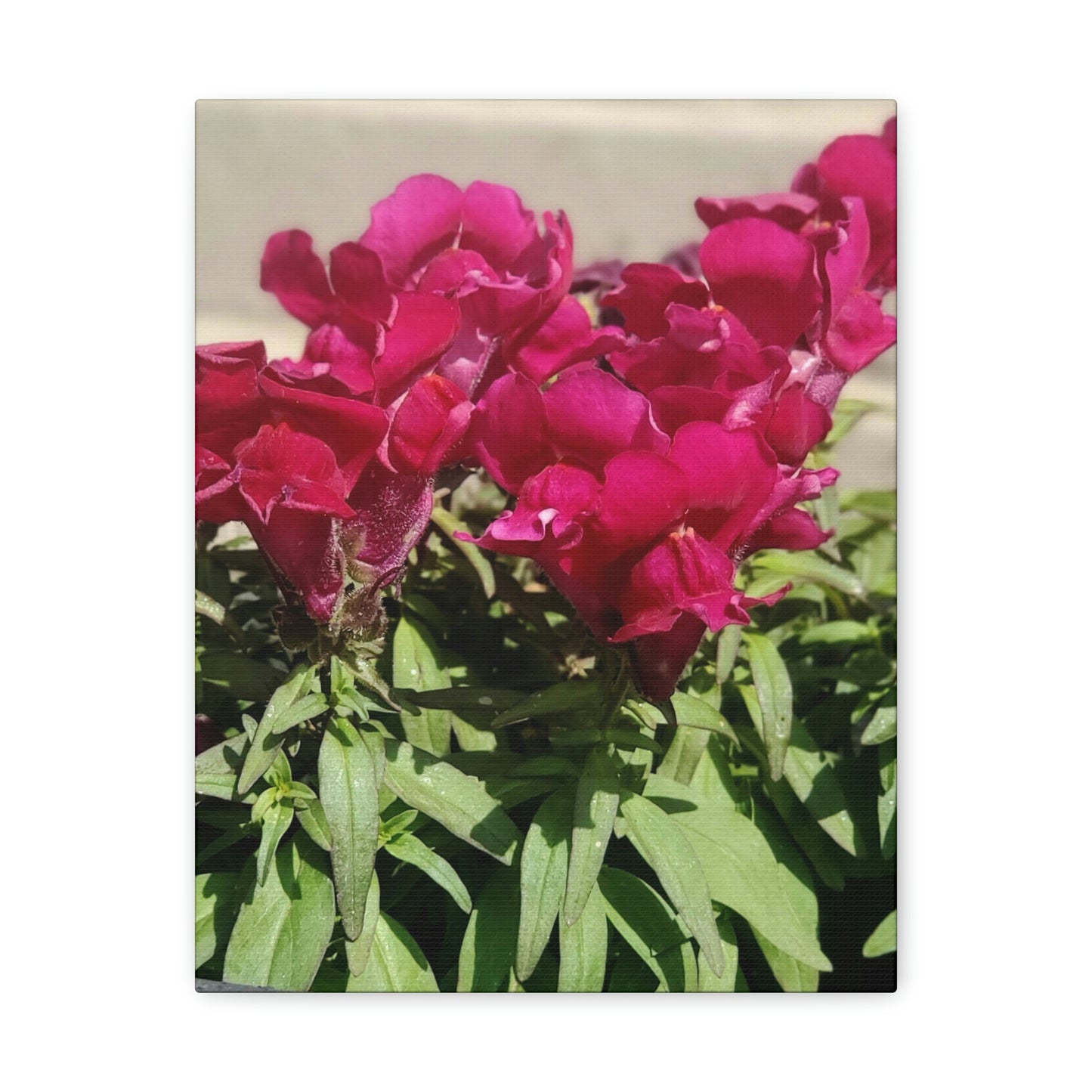Magenta Snapdragon | Wall Art Canvas | High Bloom Collection | Life By Ortavia