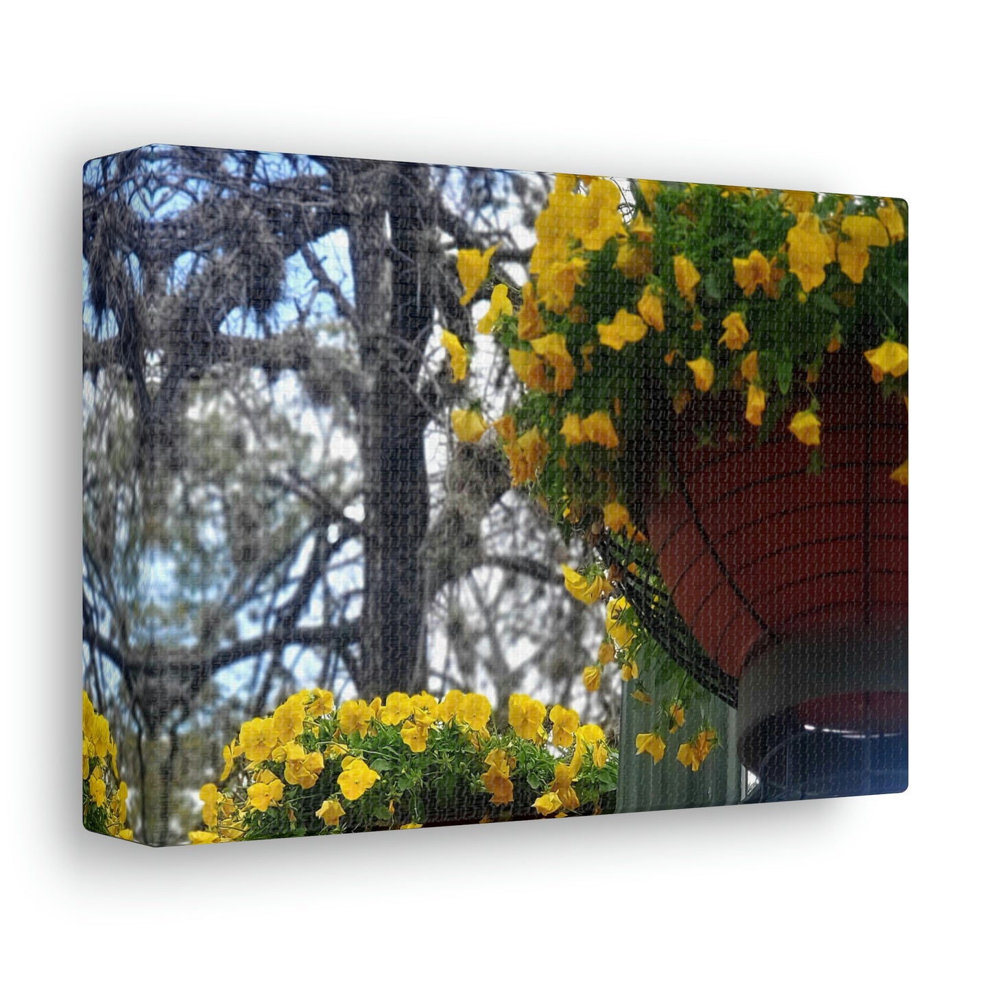 Yellow Pansies Downtown | Wall Art Canvas | High Bloom Collection | Life By Ortavia