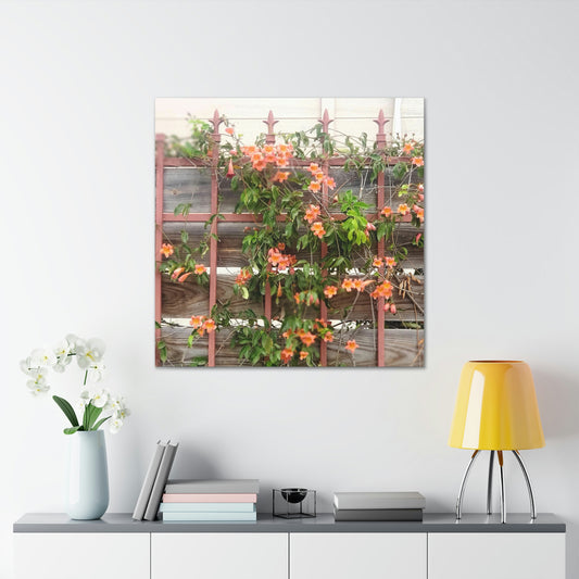 Flowers On A Rugged Fence | Wall Art Canvas | High Bloom Collection | Life By Ortavia
