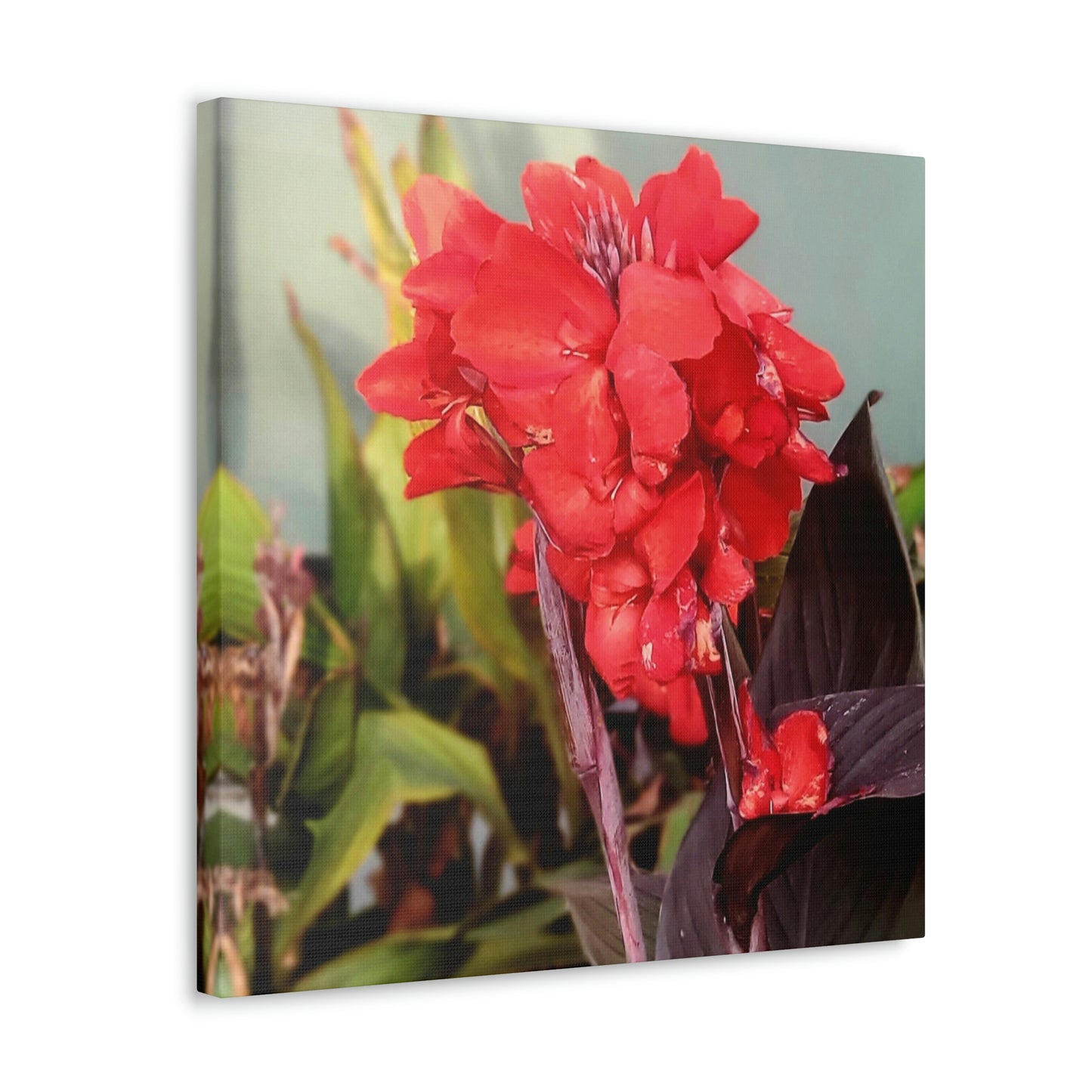Red Canna | High Bloom Collection | Wall Art Print | Life By Ortavia
