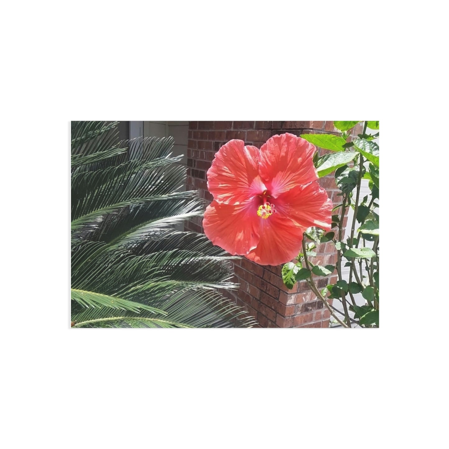 Peach Hibiscus Flower Fine Art Postcards