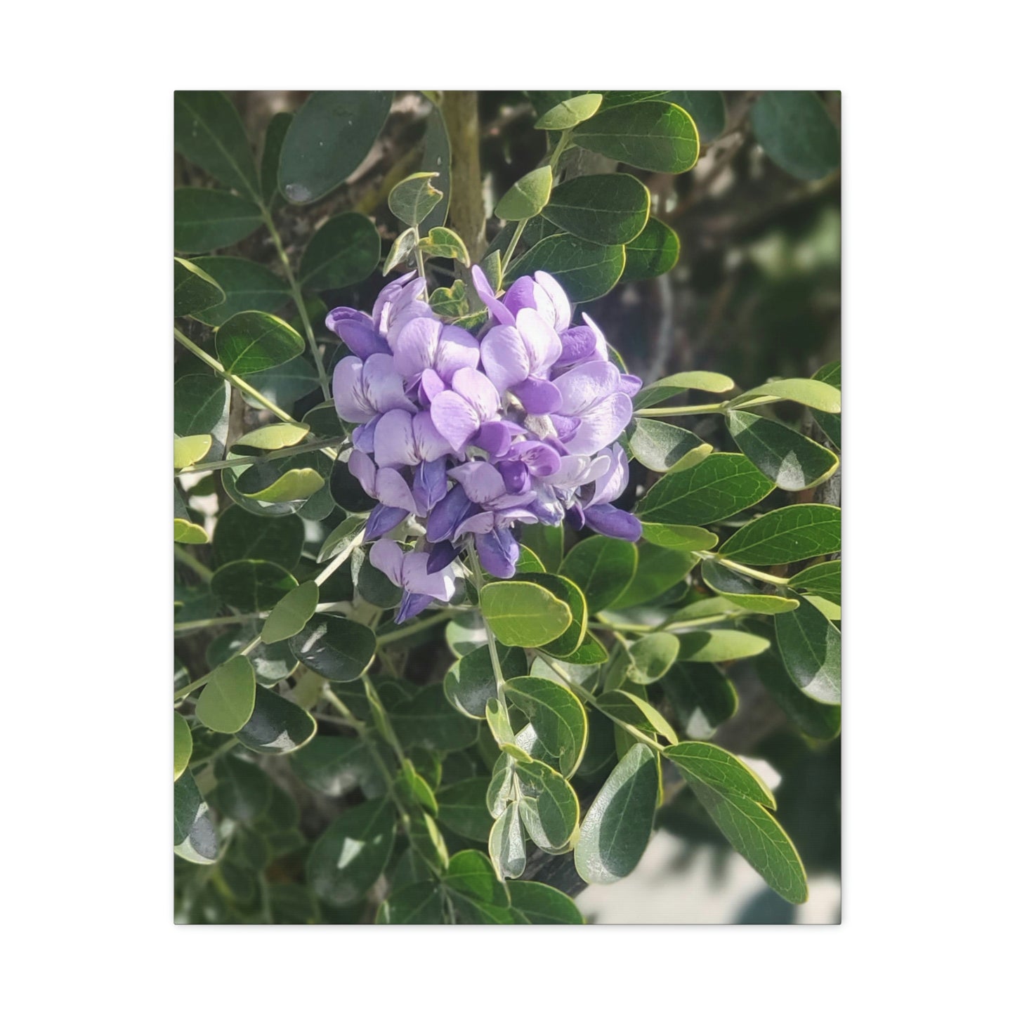 Purple Texas Mountain Laurel | Wall Art Canvas