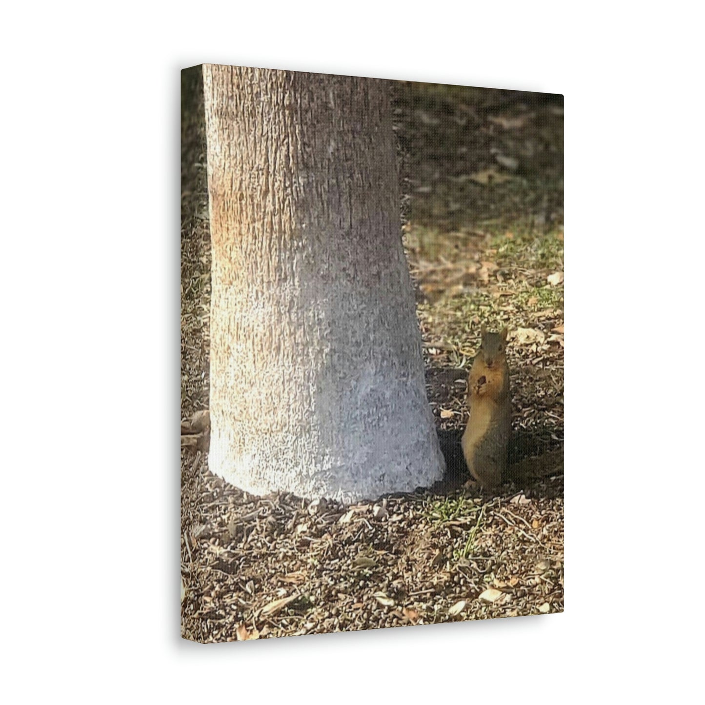 Squirrel and A Nut | Wall Art Print | Urban Geographic Collection | Life By Ortavia