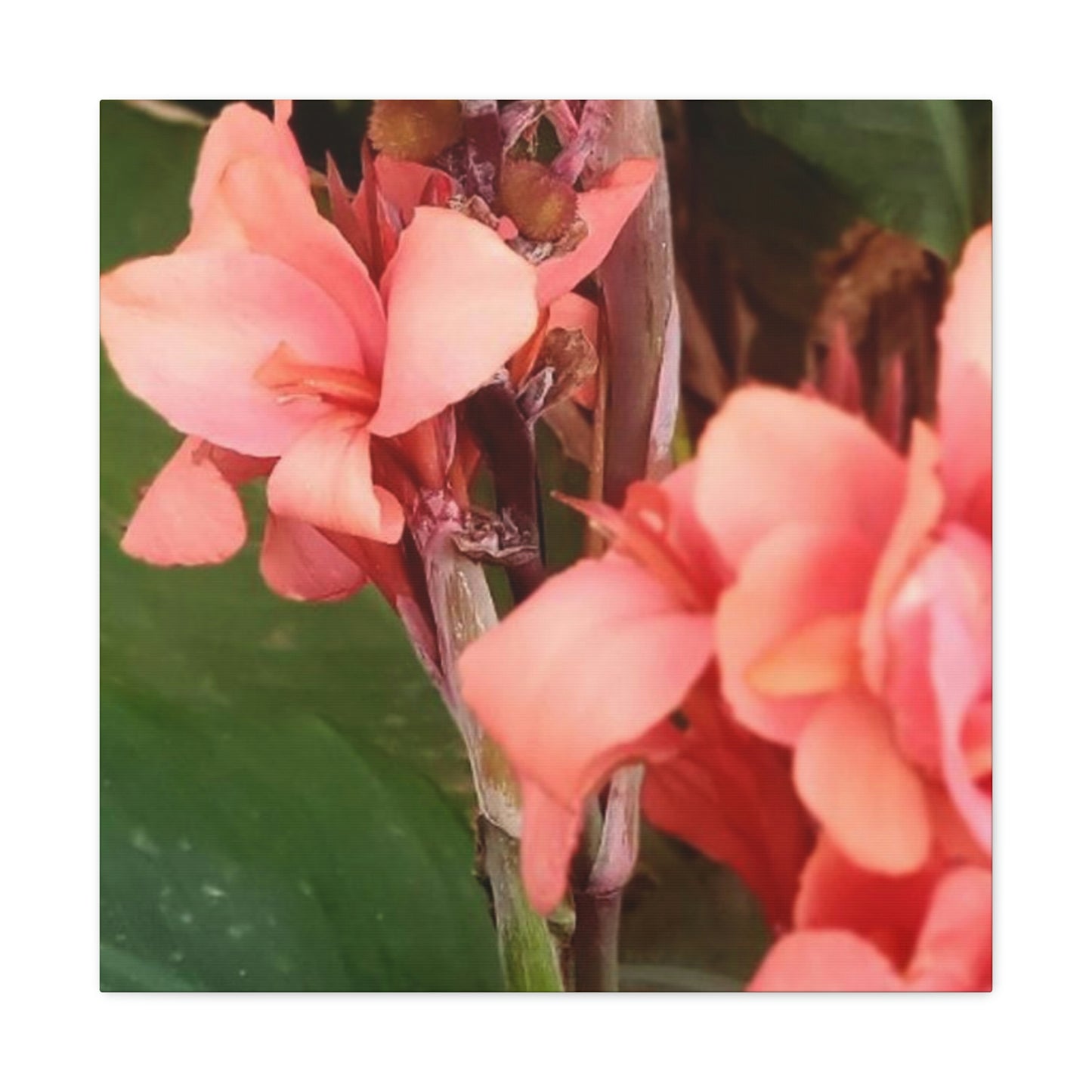 Art Prints & Wall Art, Canvas Gallery with Pink Canna Flower