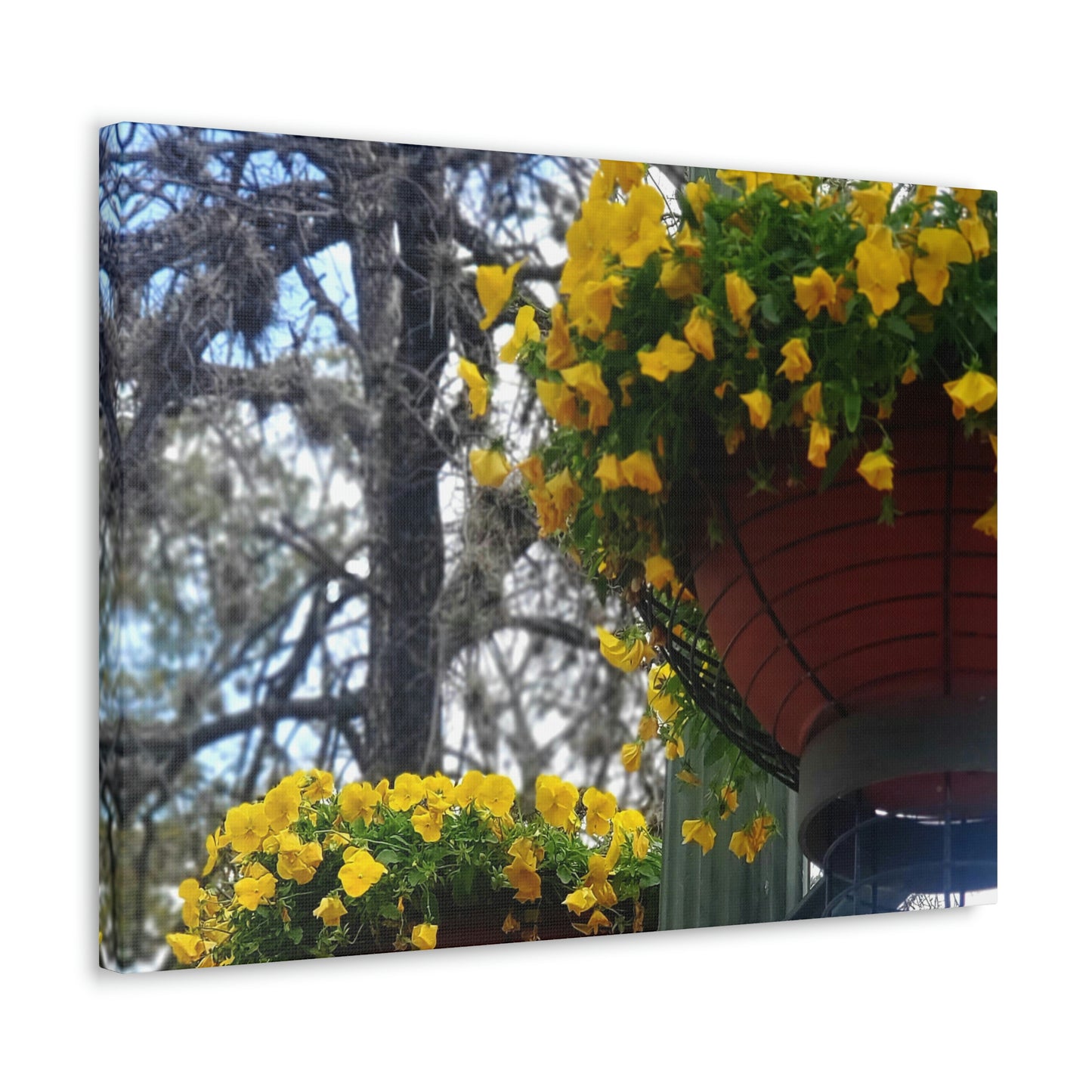 Yellow Pansies Downtown | Wall Art Canvas | High Bloom Collection | Life By Ortavia