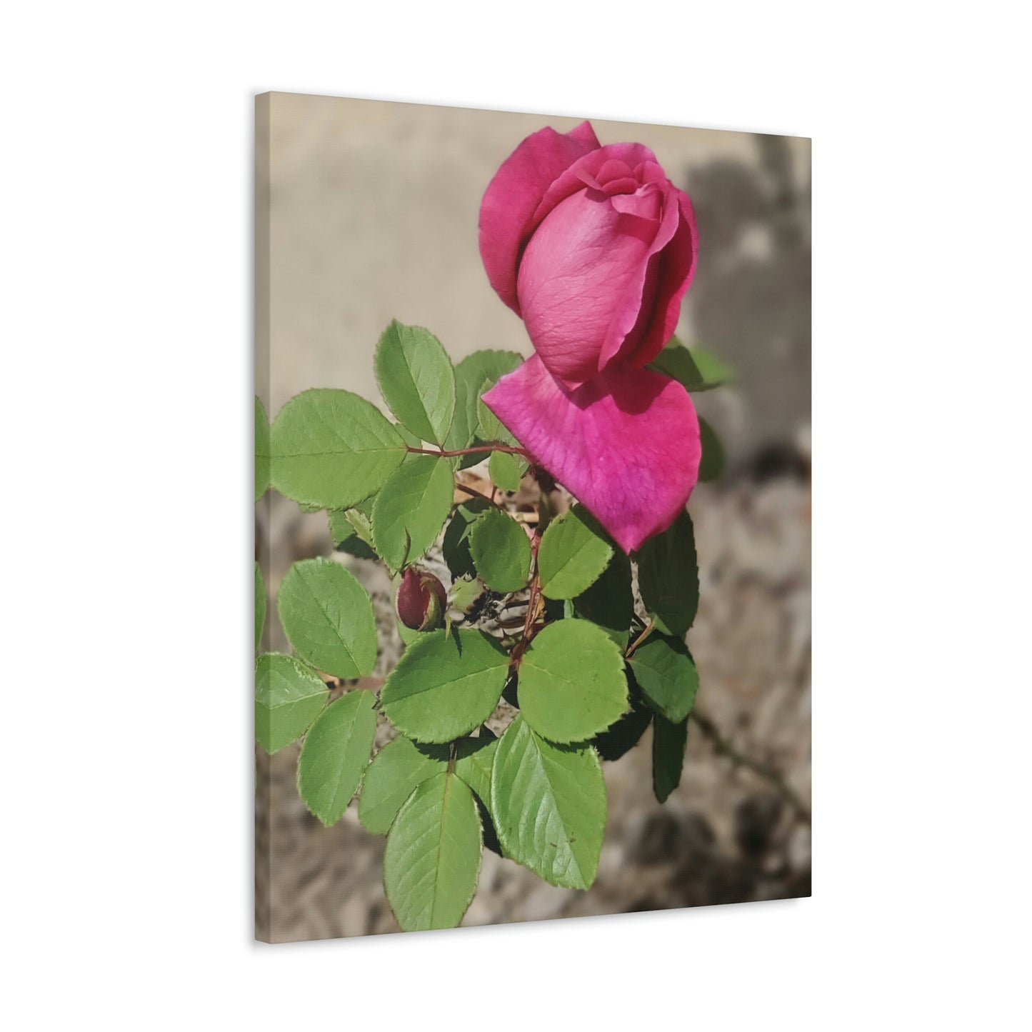Dear Pink Rosa | High Bloom Collection | Canvas | Life By Ortavia