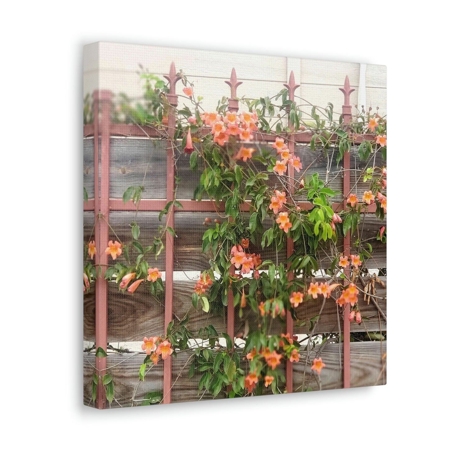 Flowers On A Rugged Fence | Wall Art Canvas | High Bloom Collection | Life By Ortavia