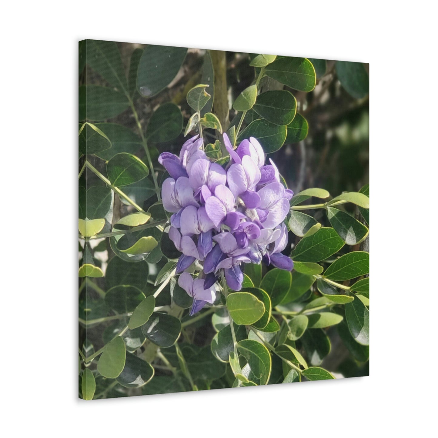 Purple Texas Mountain Laurel | Wall Art Canvas