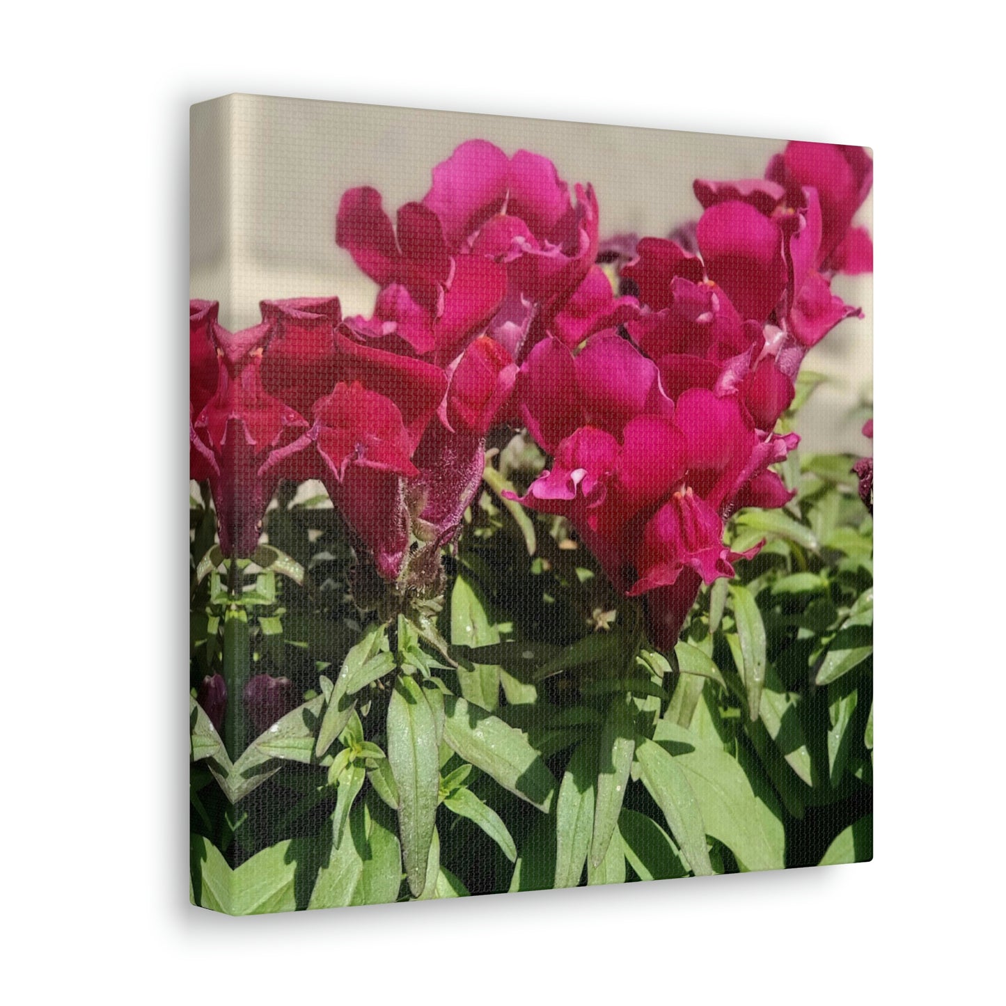 Magenta Snapdragon | Wall Art Canvas | High Bloom Collection | Life By Ortavia