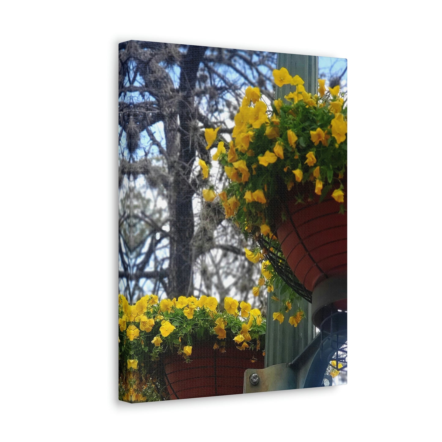 Yellow Pansies Downtown | Wall Art Canvas | High Bloom Collection | Life By Ortavia