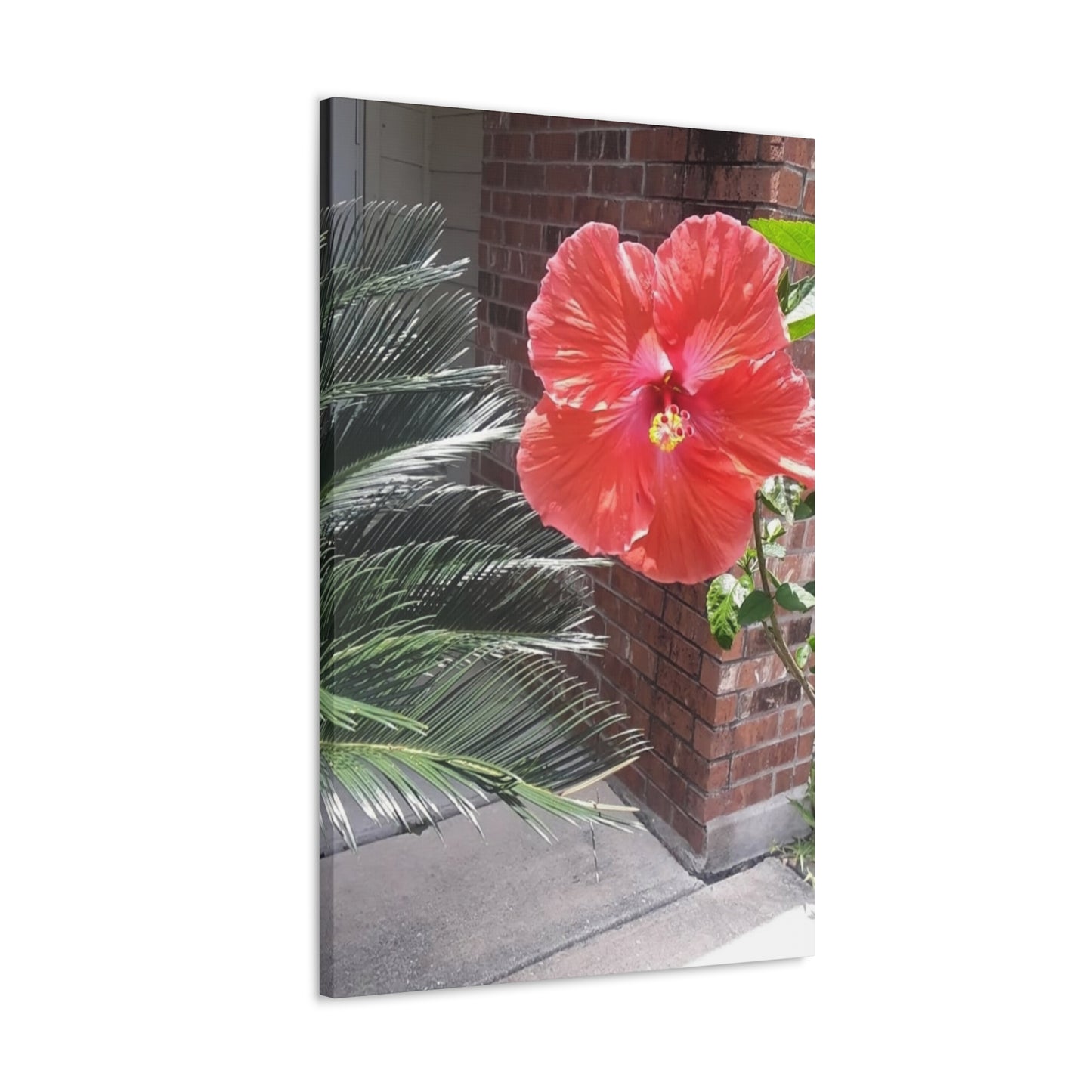 Art Prints & Wall Art, Gallery Canvas with Peach Hibiscus Flower