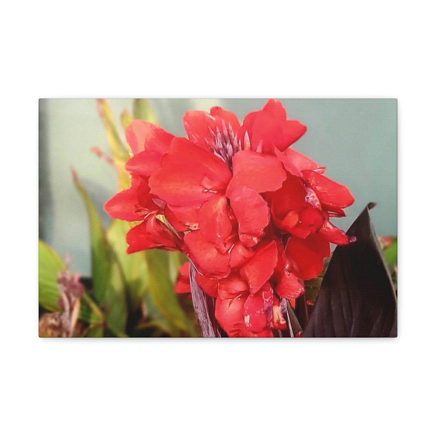 Red Canna | High Bloom Collection | Wall Art Print | Life By Ortavia