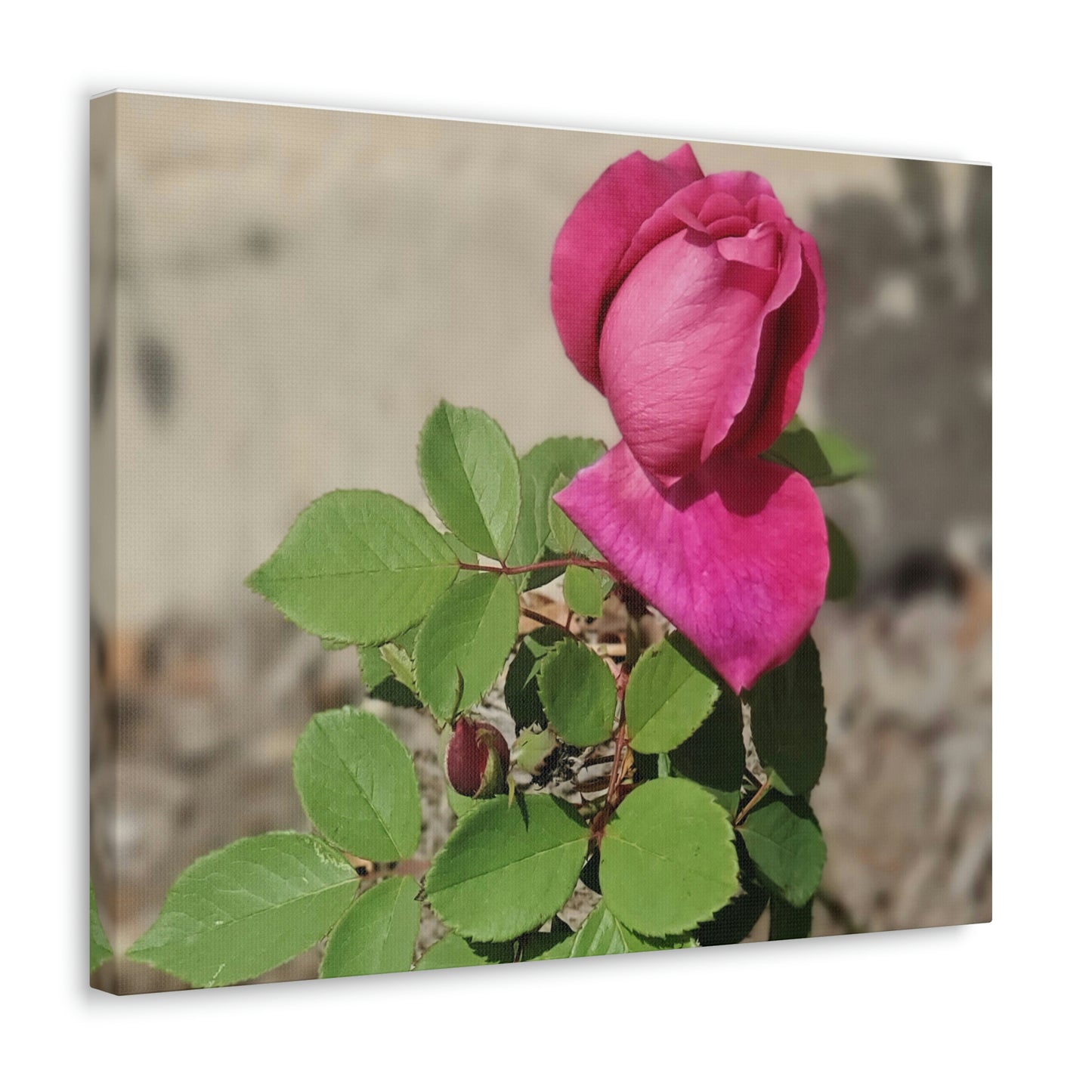 Dear Pink Rosa | High Bloom Collection | Canvas | Life By Ortavia