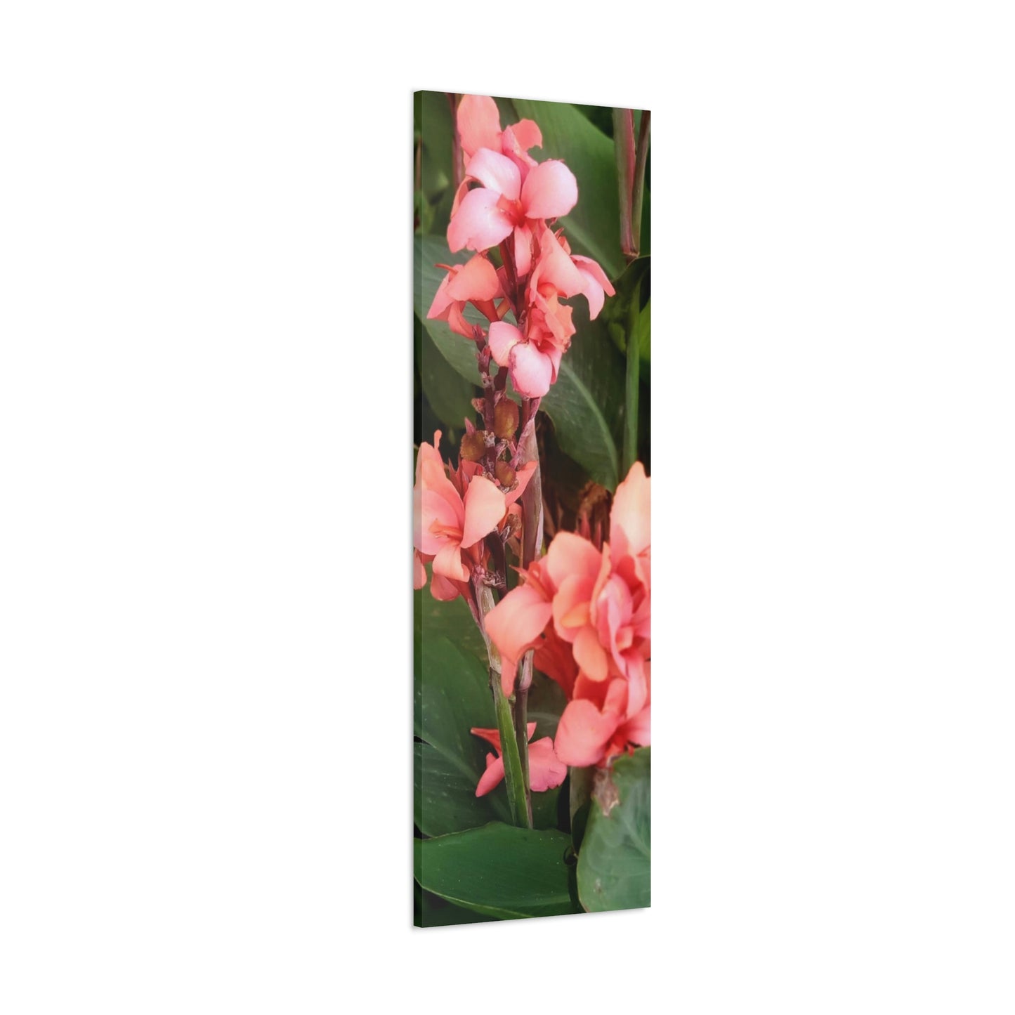 Art Prints & Wall Art, Canvas Gallery with Pink Canna Flower