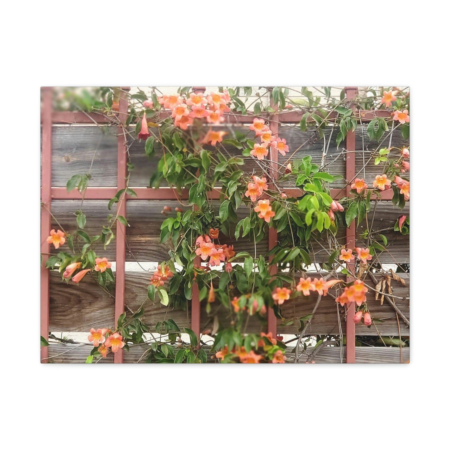 Flowers On A Rugged Fence | Wall Art Canvas | High Bloom Collection | Life By Ortavia