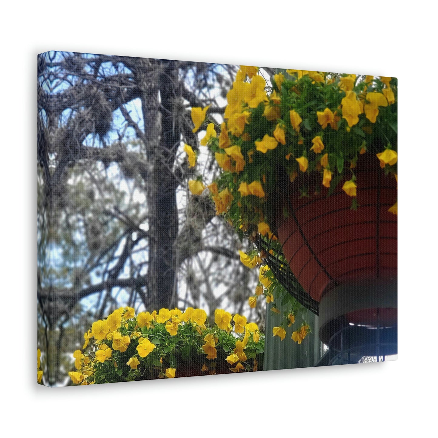 Yellow Pansies Downtown | Wall Art Canvas | High Bloom Collection | Life By Ortavia