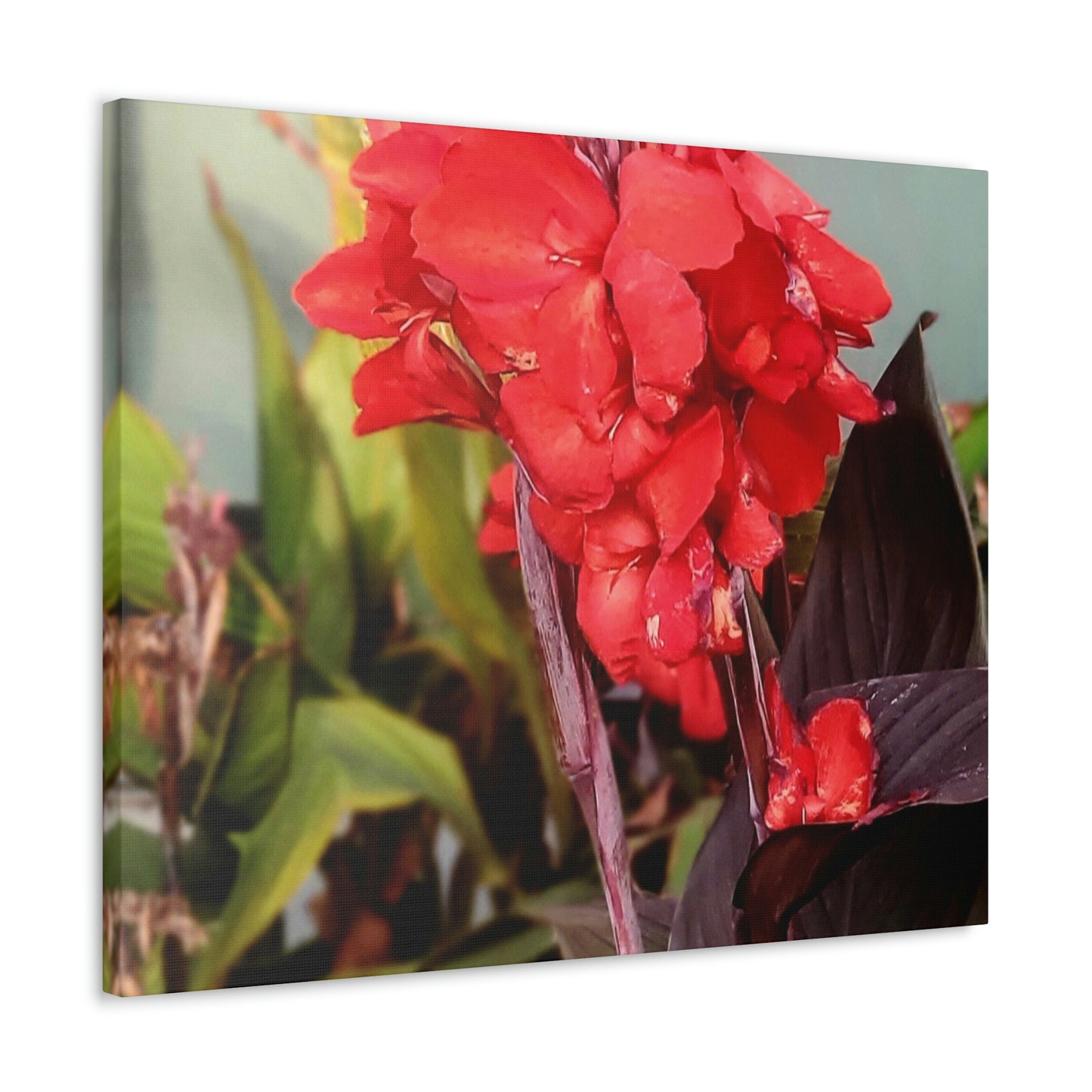 Red Canna | High Bloom Collection | Wall Art Print | Life By Ortavia
