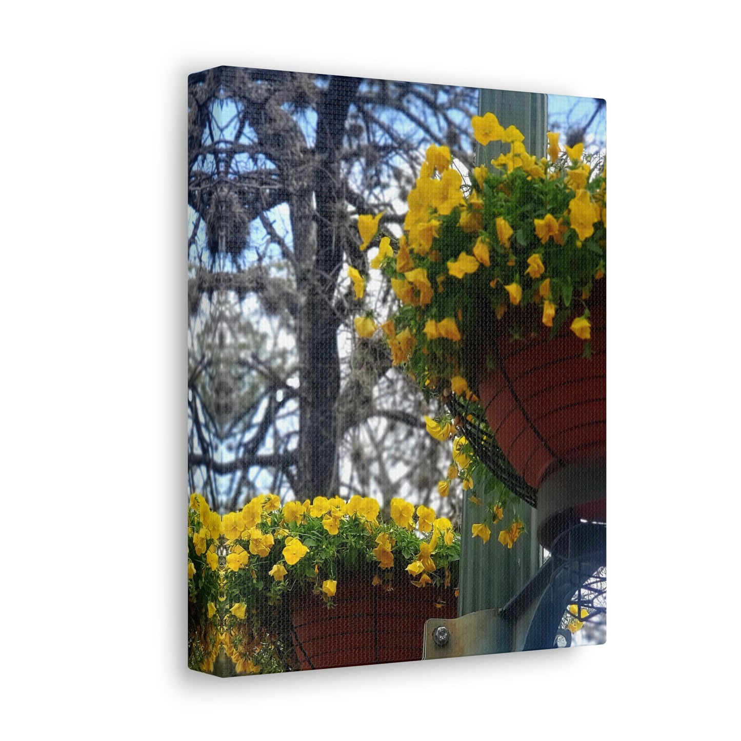 Yellow Pansies Downtown | Wall Art Canvas | High Bloom Collection | Life By Ortavia