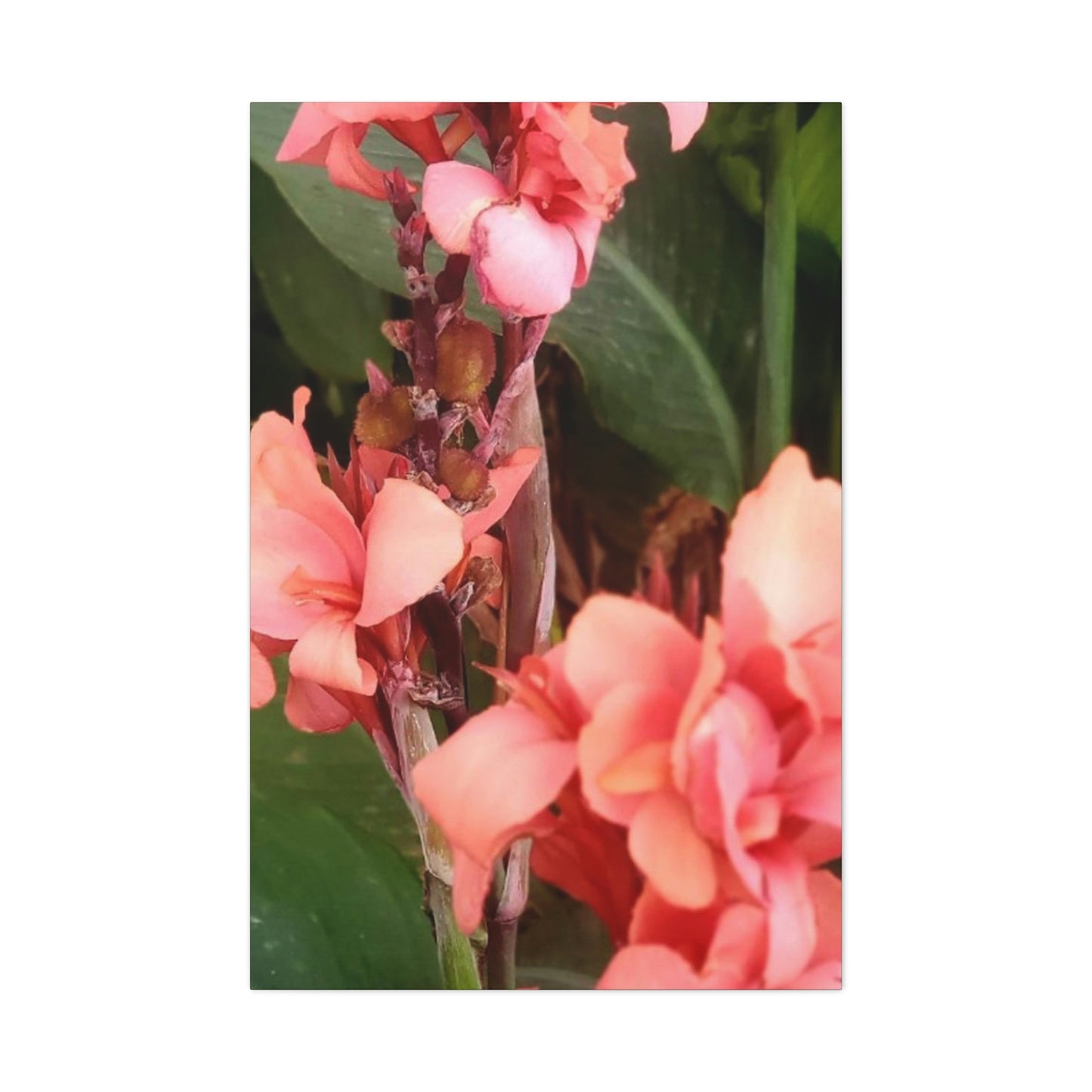 Art Prints & Wall Art, Canvas Gallery with Pink Canna Flower