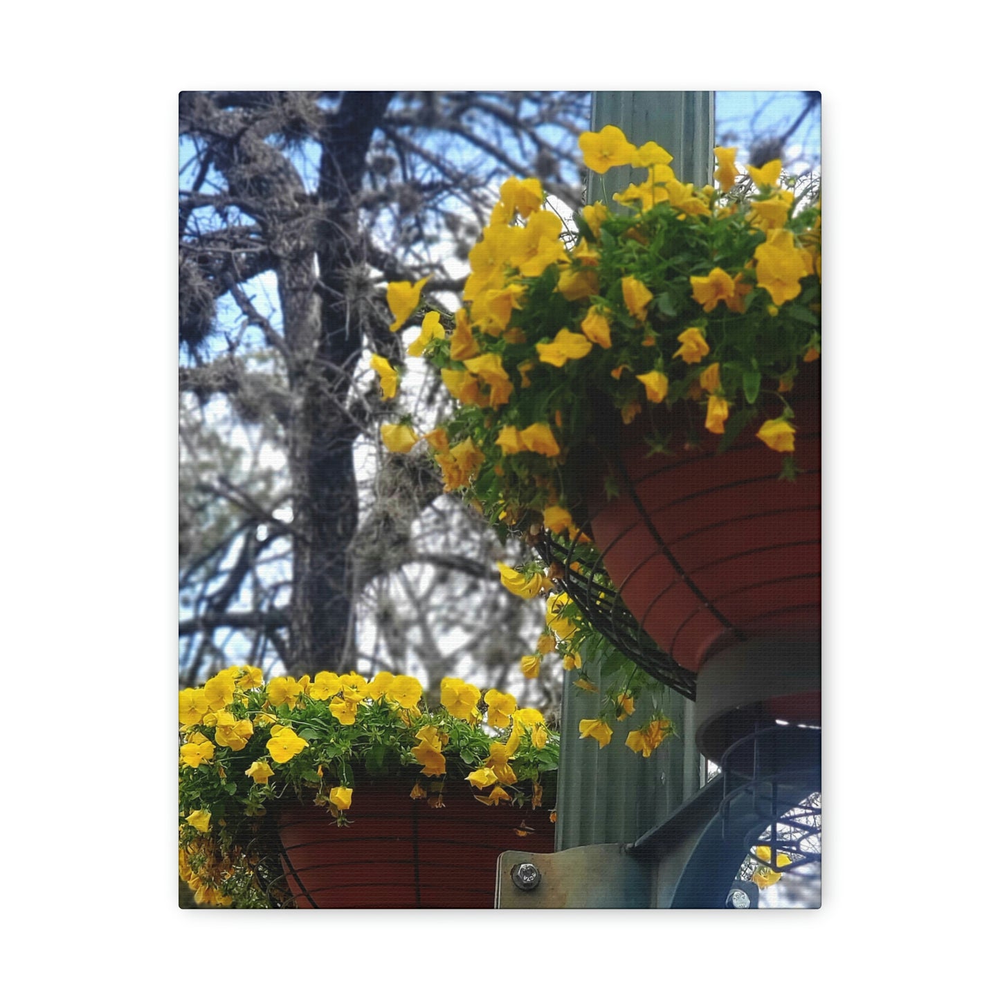 Yellow Pansies Downtown | Wall Art Canvas | High Bloom Collection | Life By Ortavia