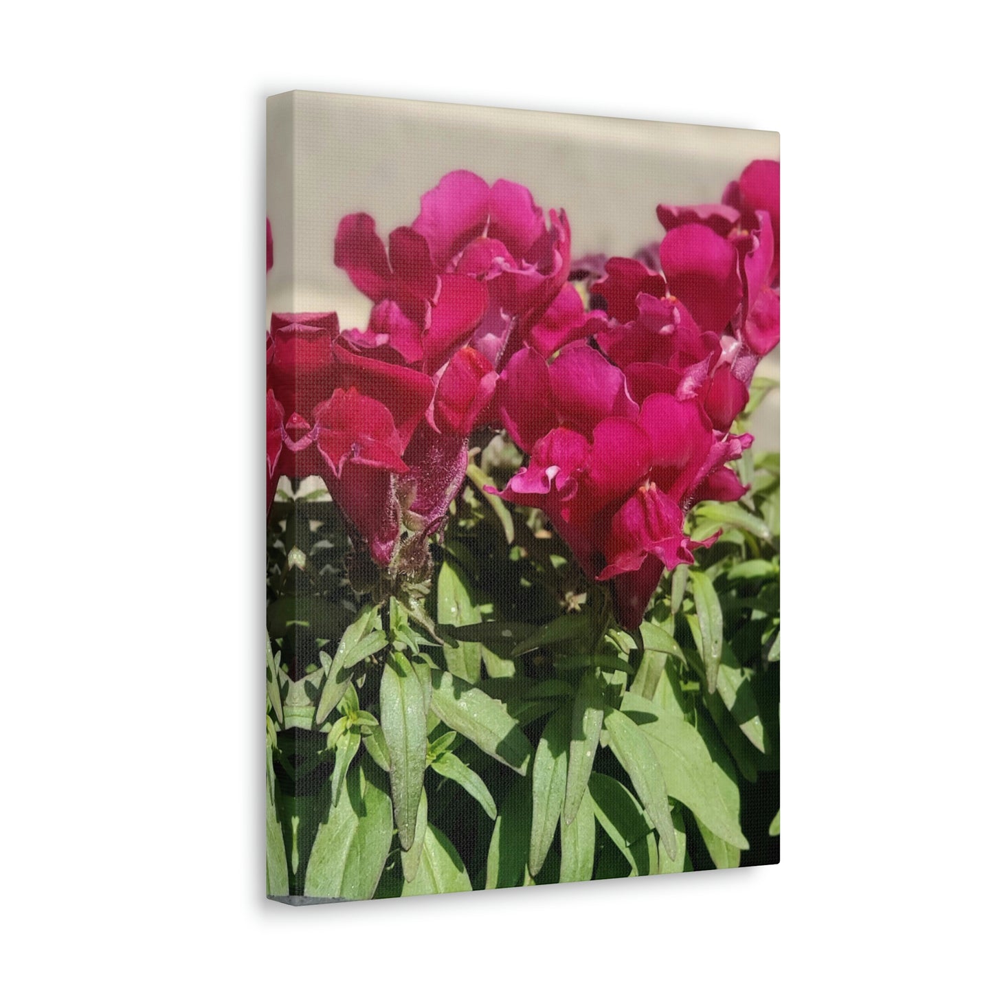 Magenta Snapdragon | Wall Art Canvas | High Bloom Collection | Life By Ortavia