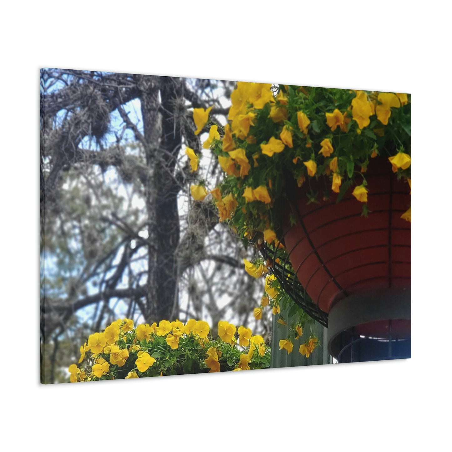 Yellow Pansies Downtown | Wall Art Canvas | High Bloom Collection | Life By Ortavia