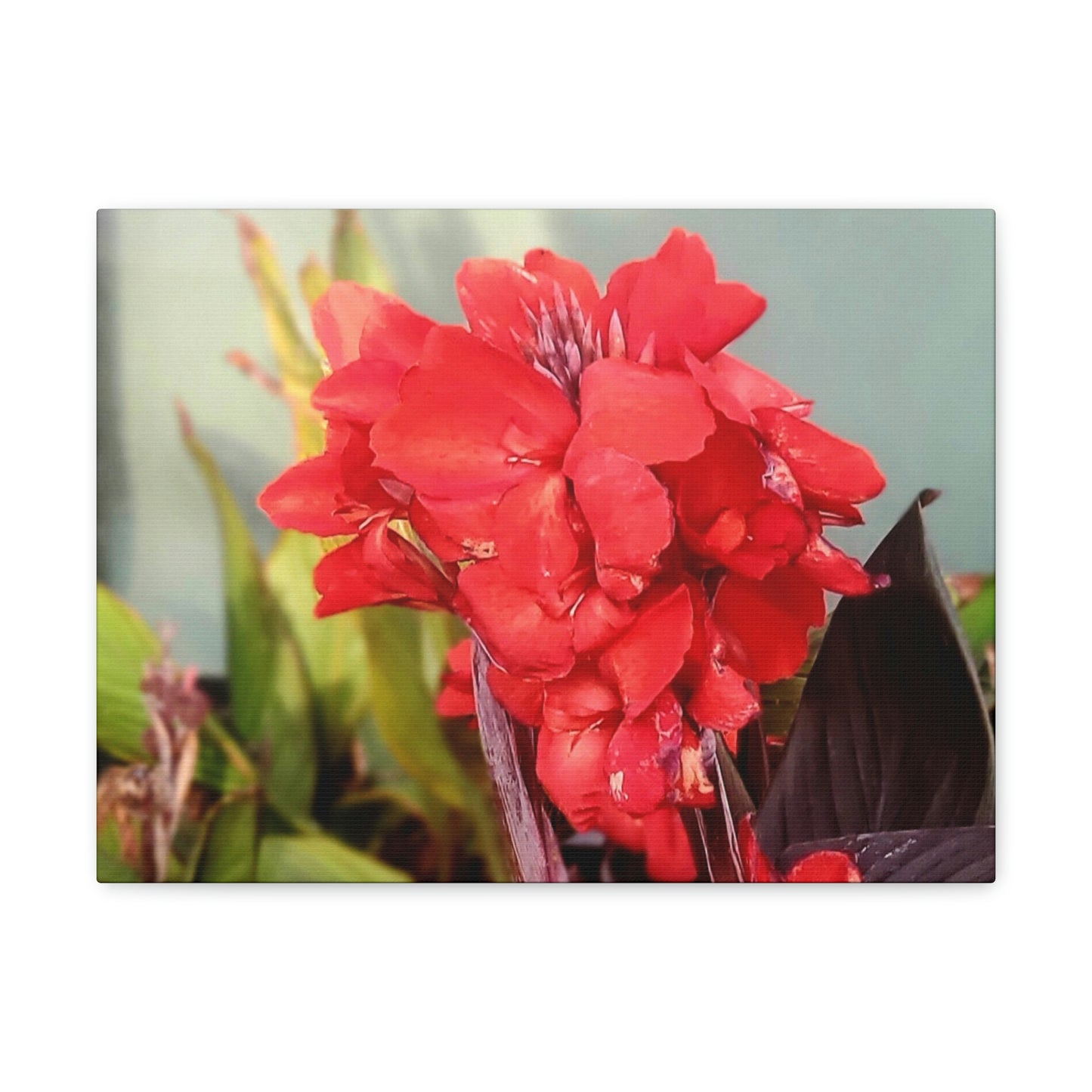 Red Canna | High Bloom Collection | Wall Art Print | Life By Ortavia