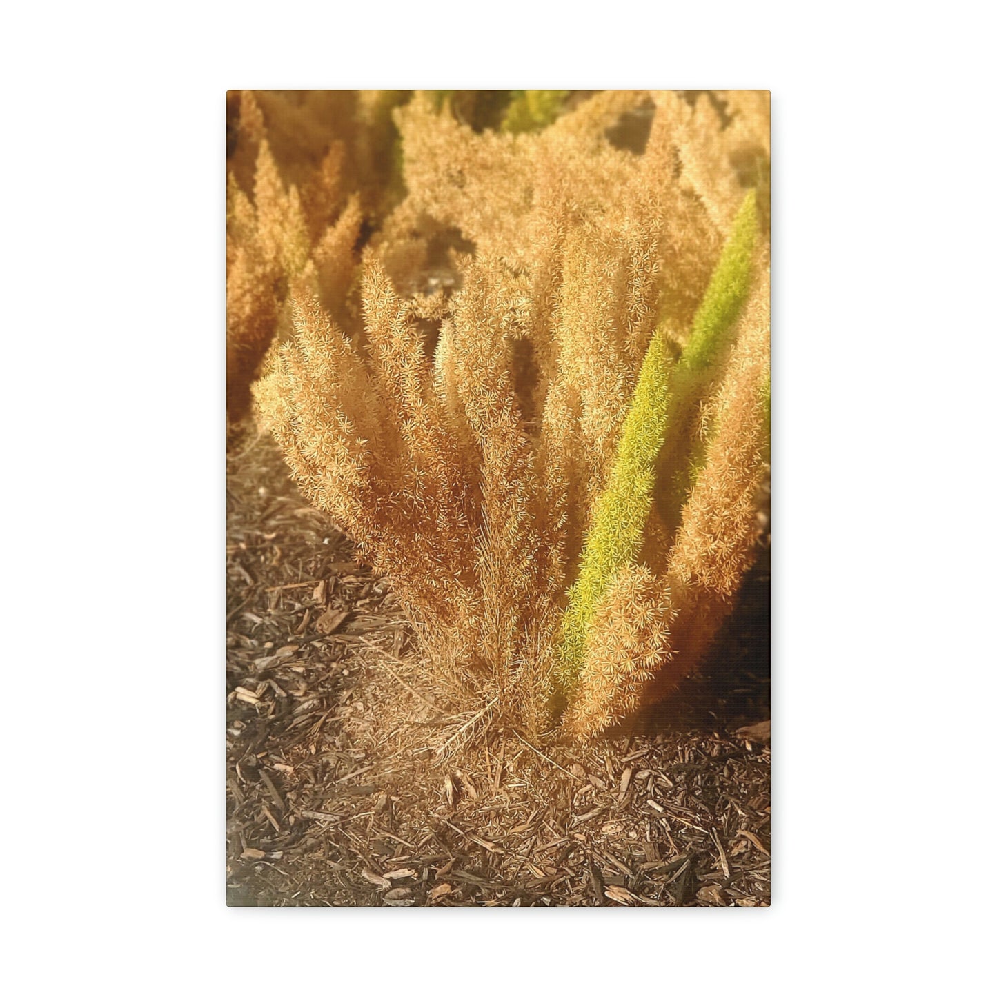 Golden Foxtail Fern | Wall Art Canvas | High Bloom Collection | Life By Ortavia