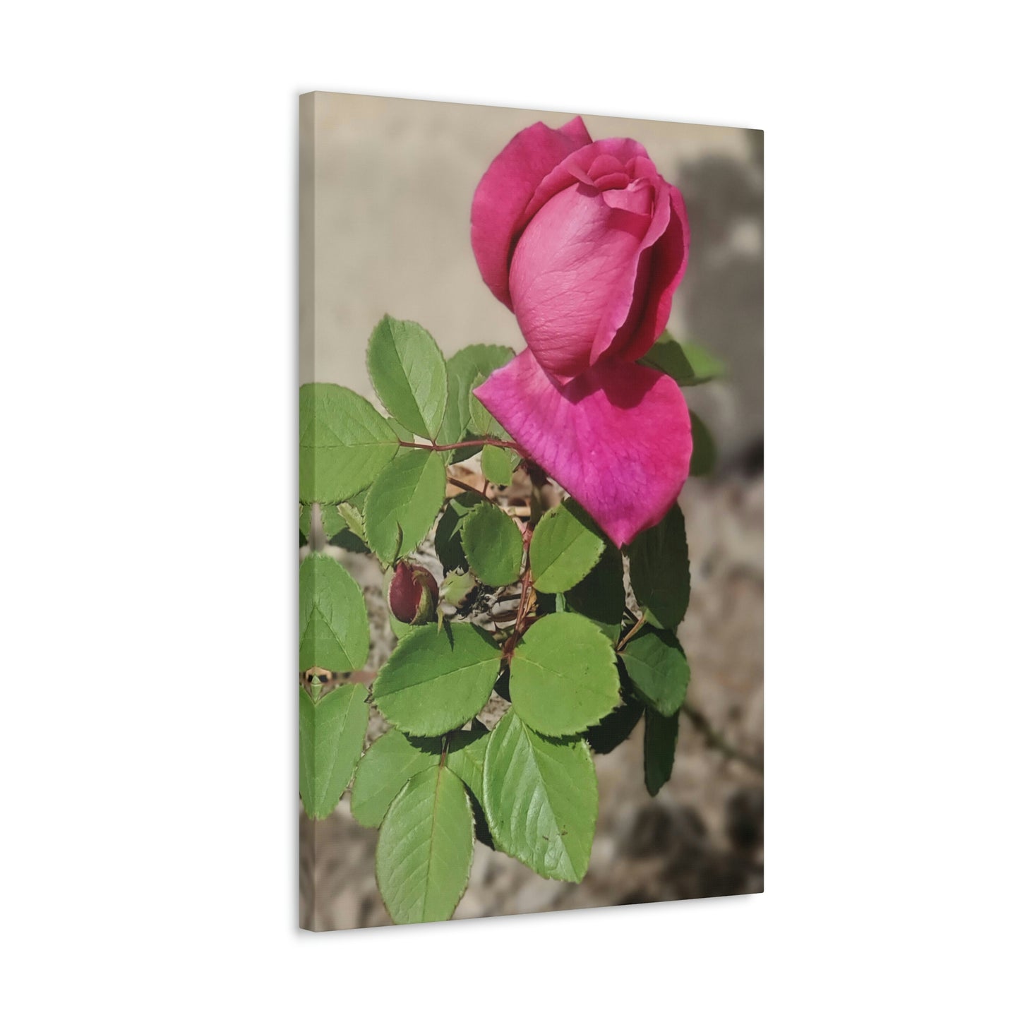 Dear Pink Rosa | High Bloom Collection | Canvas | Life By Ortavia