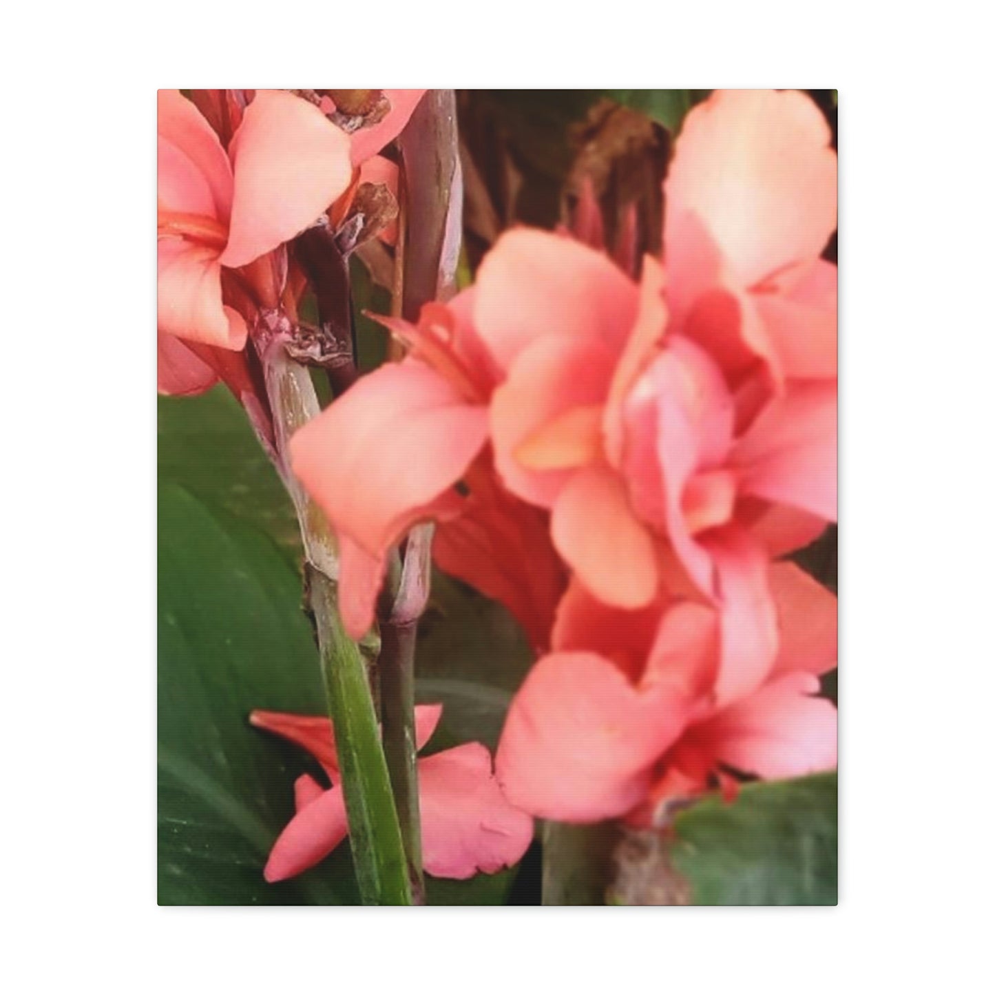 Art Prints & Wall Art, Canvas Gallery with Pink Canna Flower