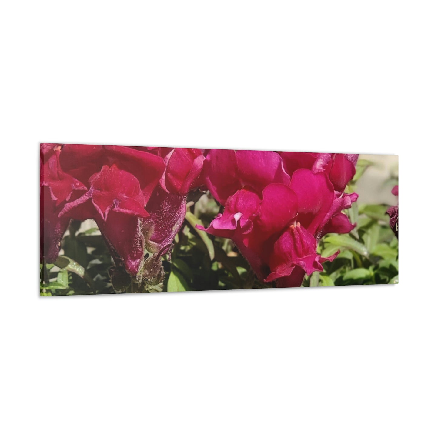 Magenta Snapdragon | Wall Art Canvas | High Bloom Collection | Life By Ortavia