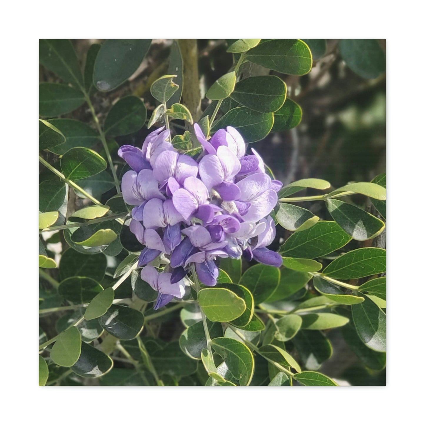Purple Texas Mountain Laurel | Wall Art Canvas
