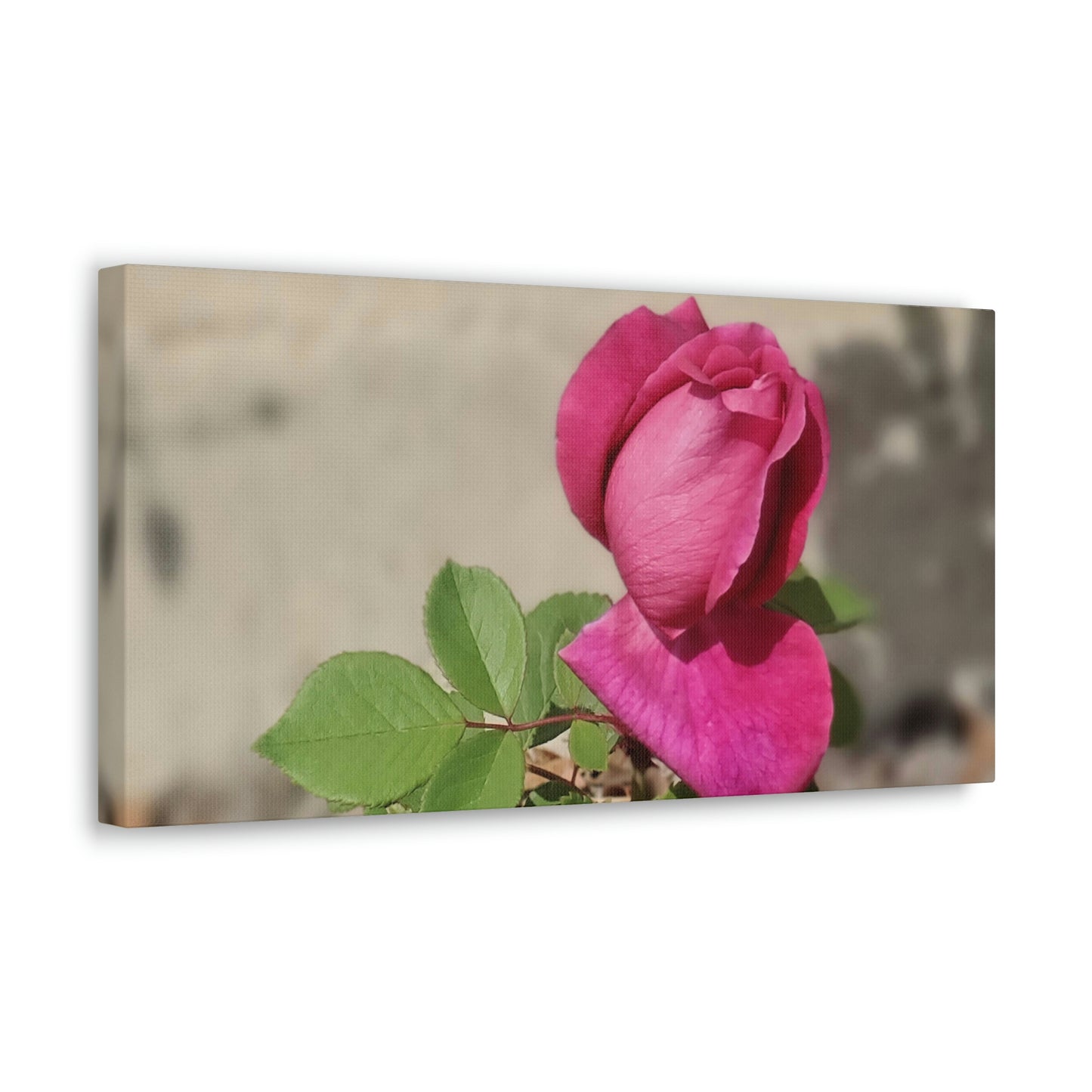 Dear Pink Rosa | High Bloom Collection | Canvas | Life By Ortavia
