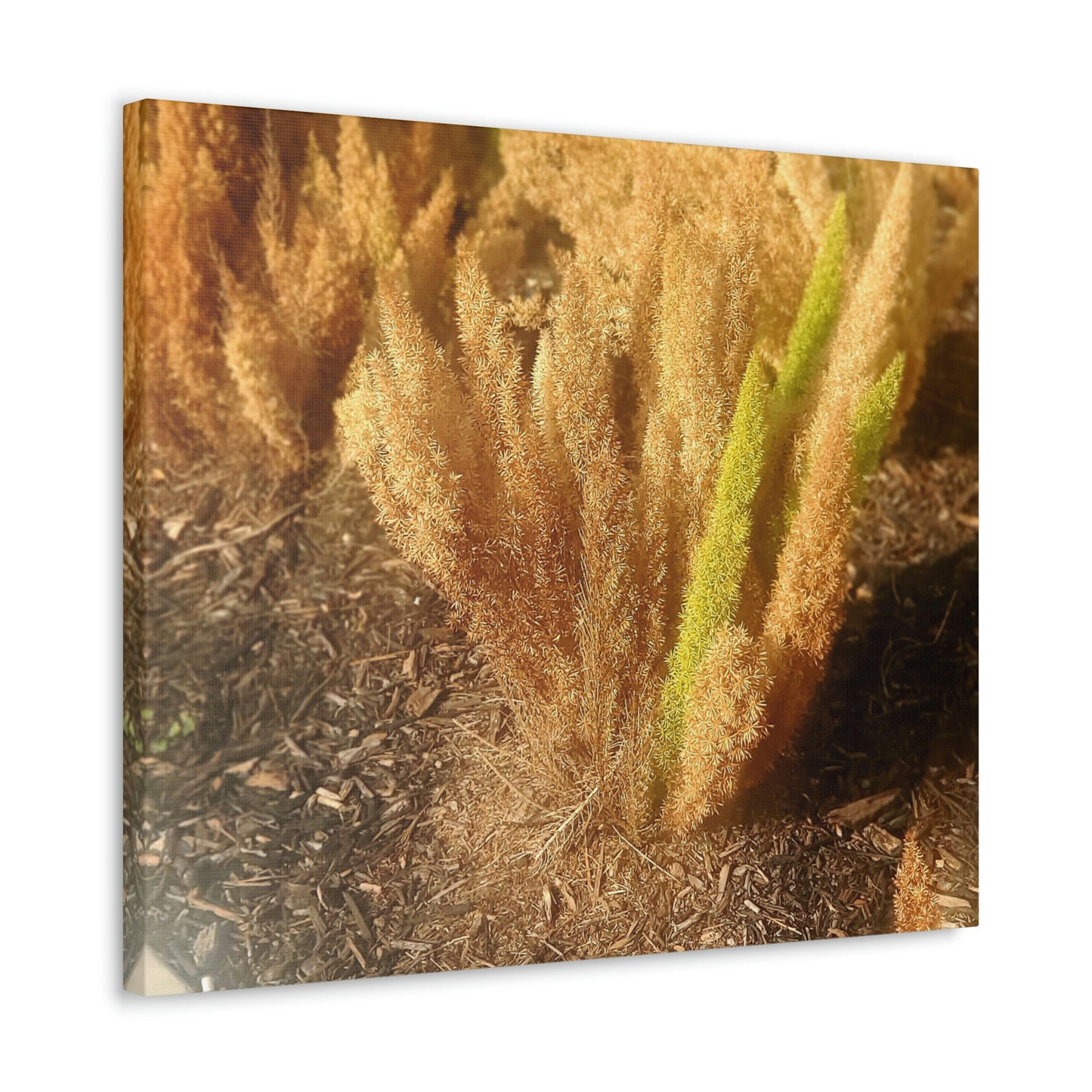 Golden Foxtail Fern | Wall Art Canvas | High Bloom Collection | Life By Ortavia