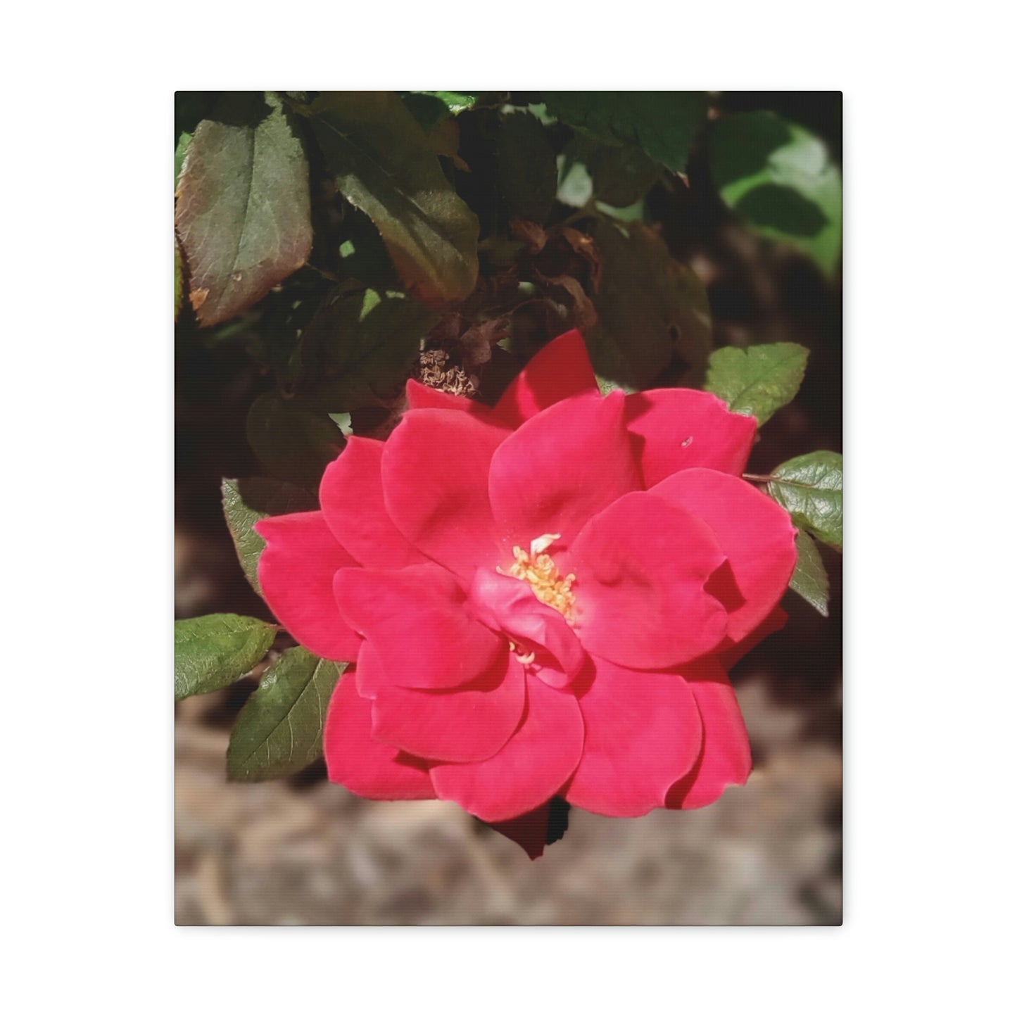 Knockout | Wall Art Print | High Bloom Collection | Life By Ortavia