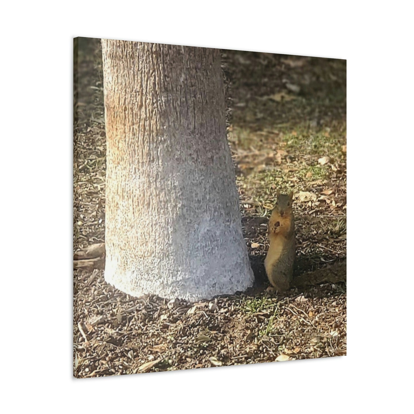 Squirrel and A Nut | Wall Art Print | Urban Geographic Collection | Life By Ortavia