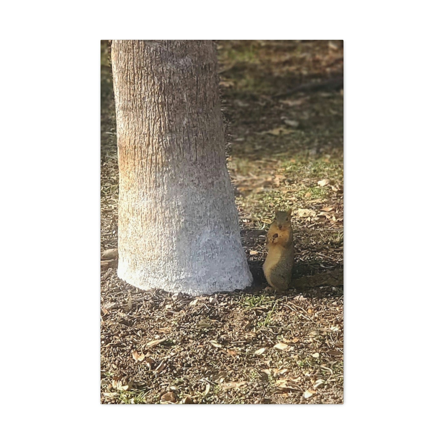 Squirrel and A Nut | Wall Art Print | Urban Geographic Collection | Life By Ortavia
