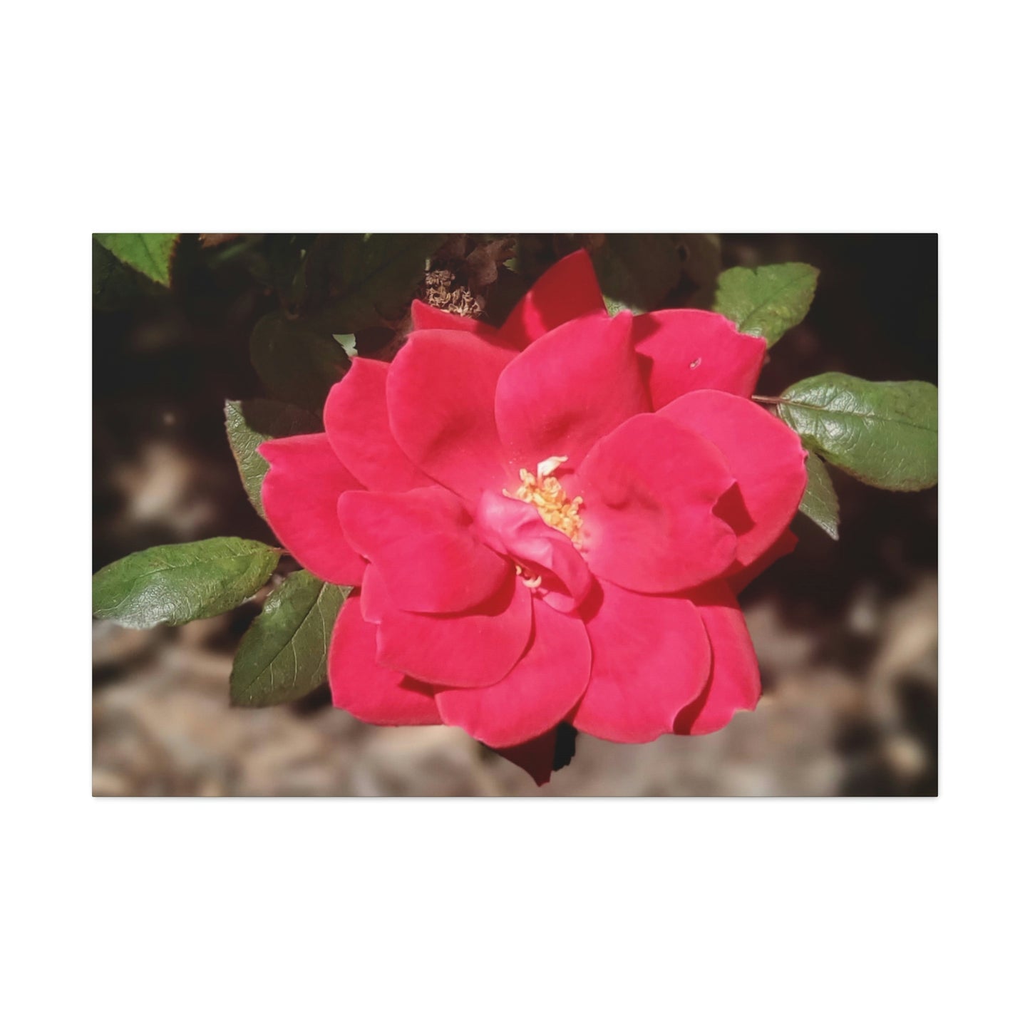 Knockout | Wall Art Print | High Bloom Collection | Life By Ortavia