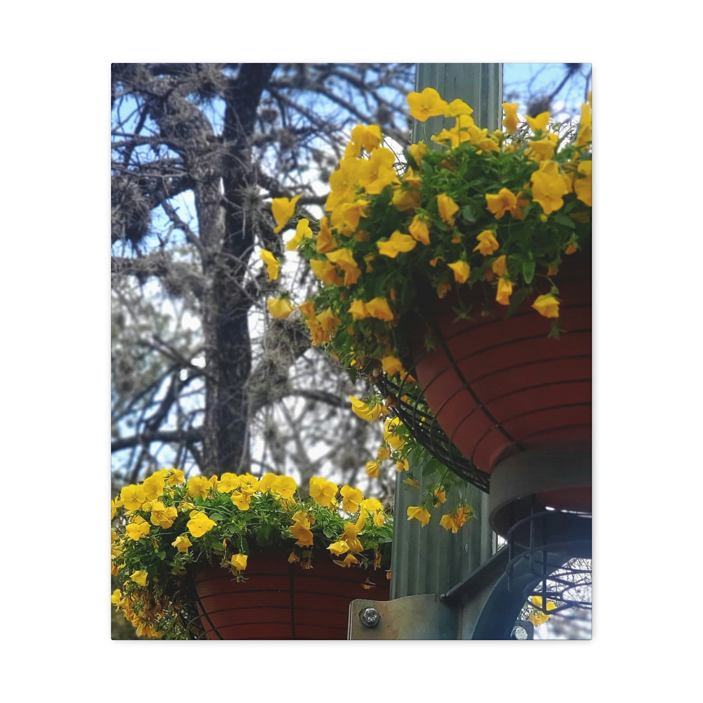 Yellow Pansies Downtown | Wall Art Canvas | High Bloom Collection | Life By Ortavia