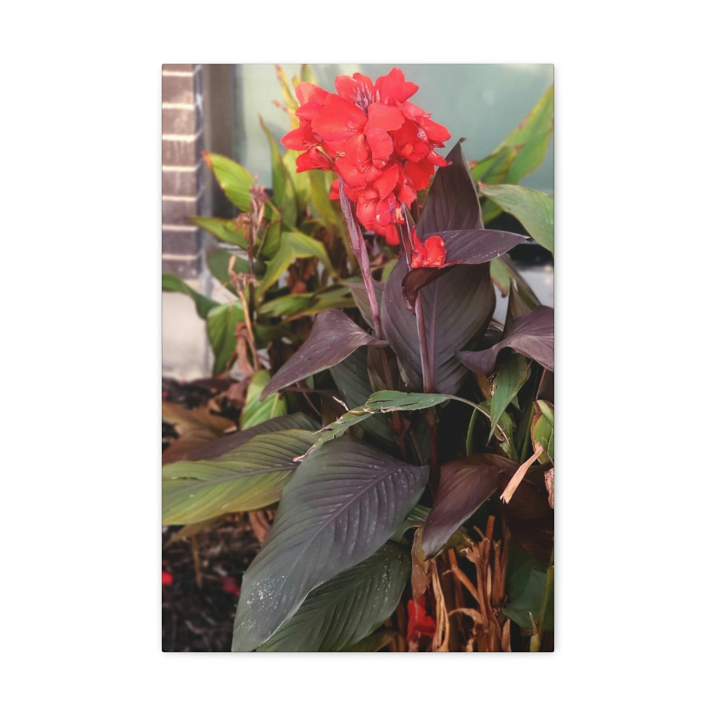 Red Canna | High Bloom Collection | Wall Art Print | Life By Ortavia