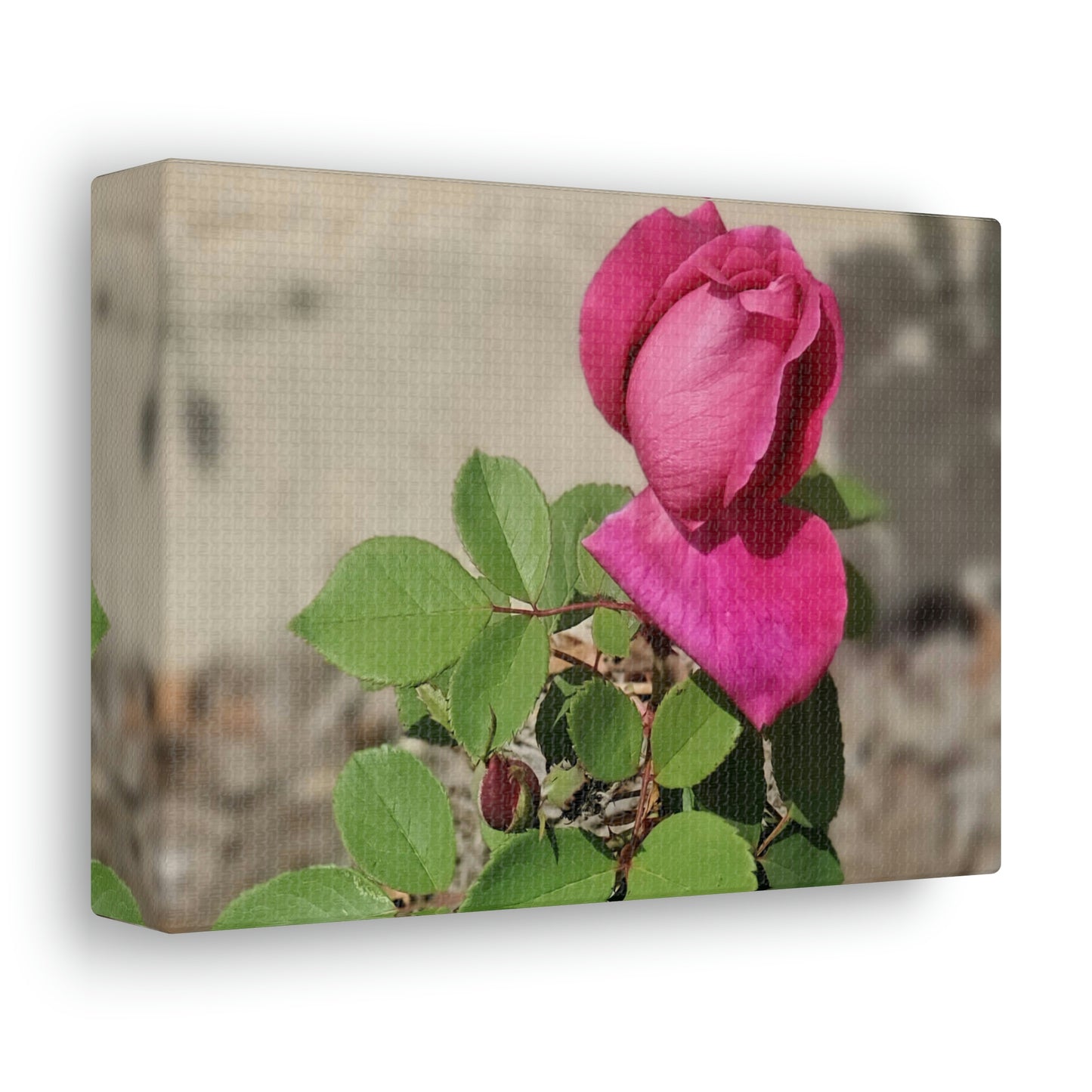 Dear Pink Rosa | High Bloom Collection | Canvas | Life By Ortavia