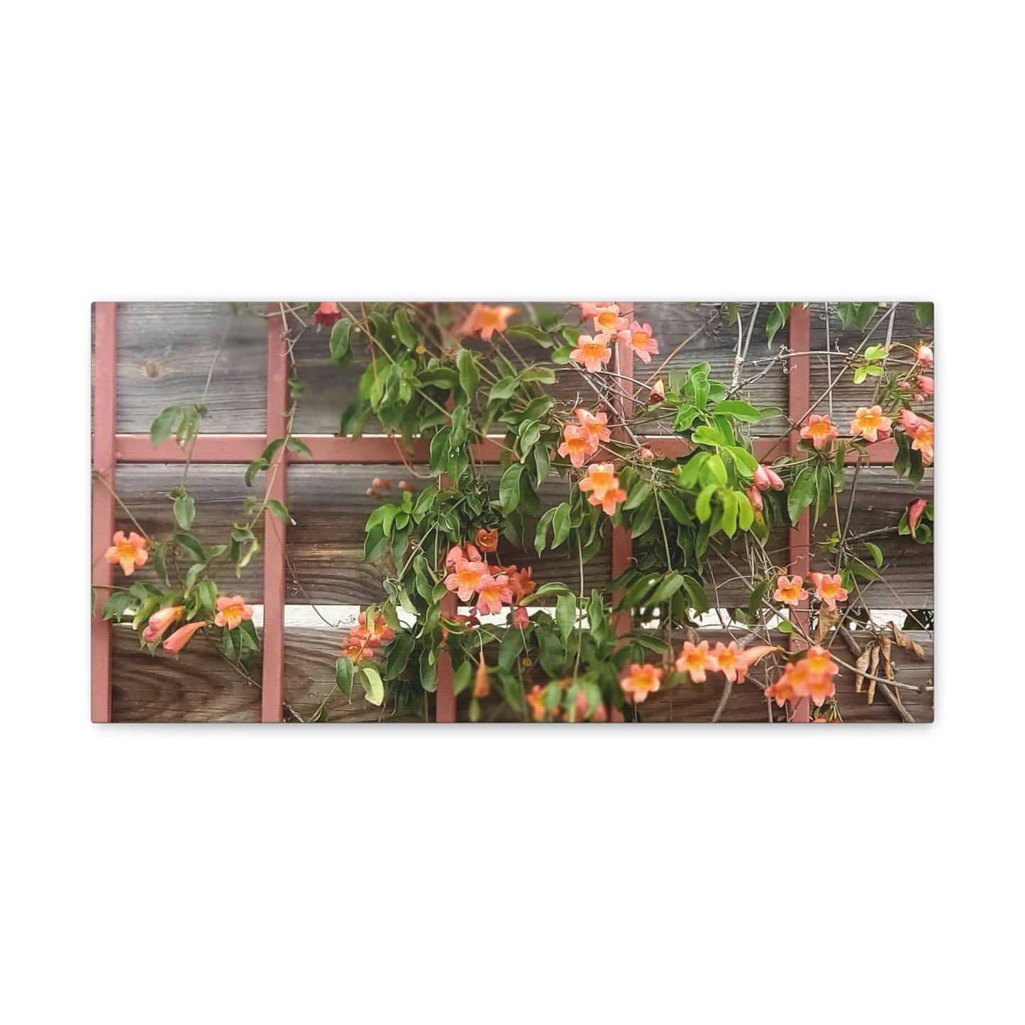 Flowers On A Rugged Fence | Wall Art Canvas | High Bloom Collection | Life By Ortavia
