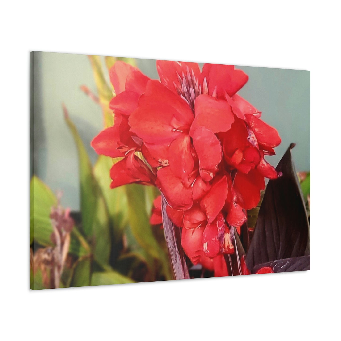 Red Canna | High Bloom Collection | Wall Art Print | Life By Ortavia