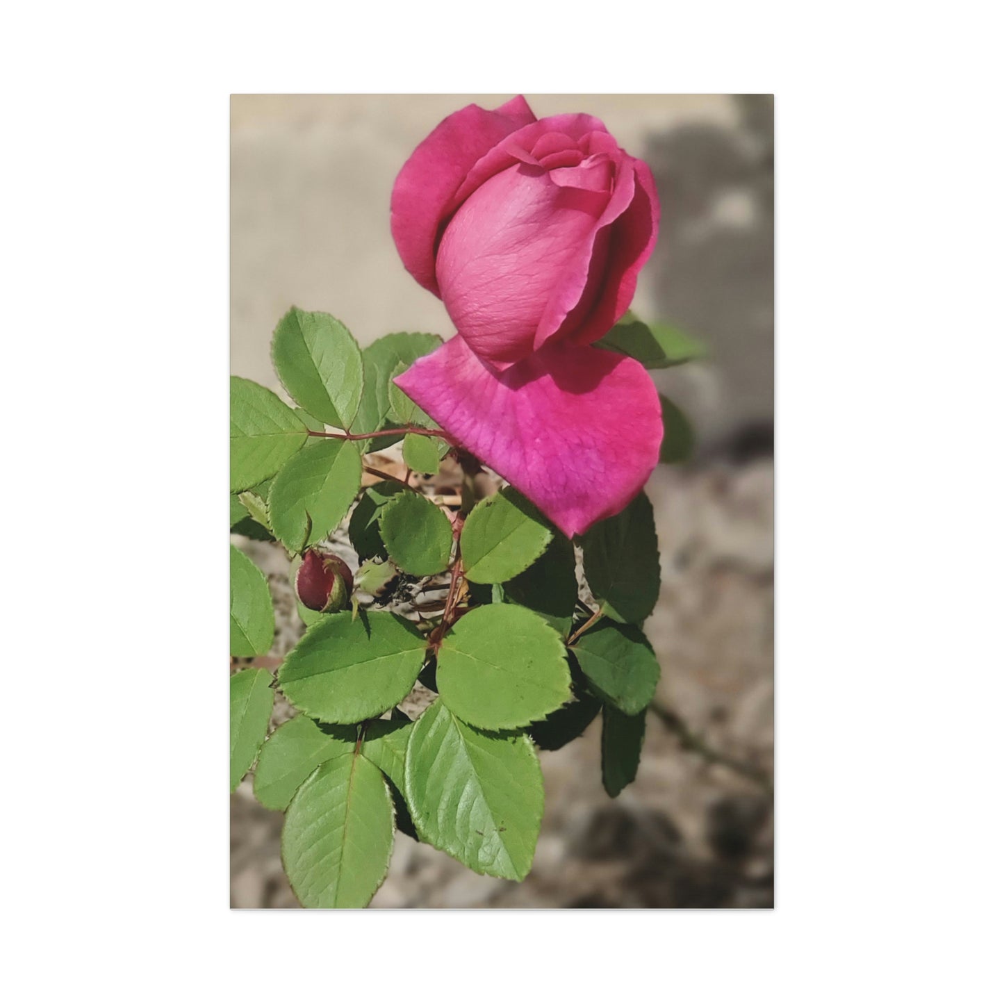 Dear Pink Rosa | High Bloom Collection | Canvas | Life By Ortavia